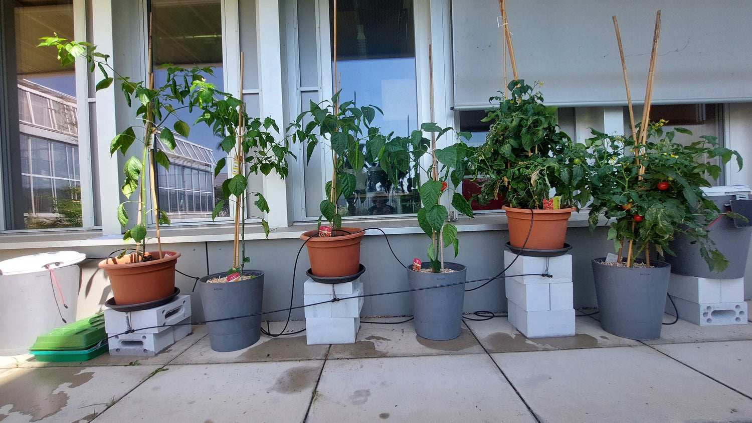 Pflanzenbewässerung im Test: Boum vs. Tröpfchenbewässerung