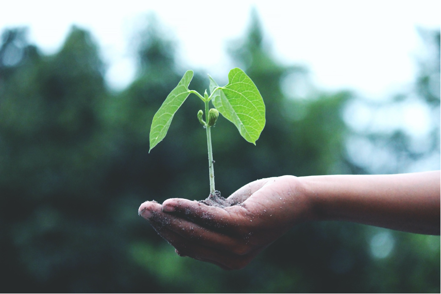 Urban Gardening für Anfänger: So startest du deinen eigenen Balkongarten
