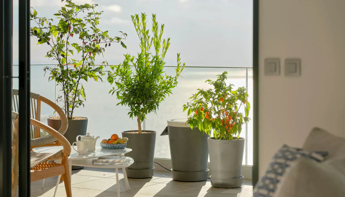 Boum 3 auf einem Balkon