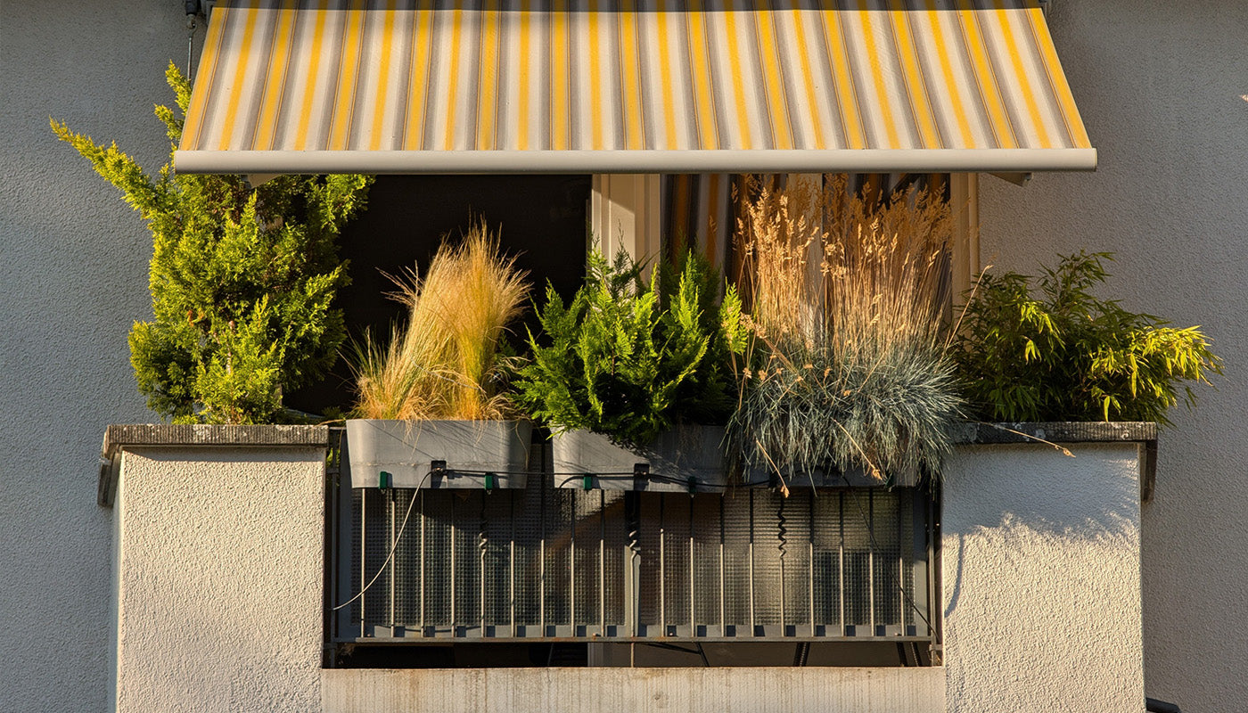 Balkonbäume pflanzen: Darum ist der Herbst ideal
