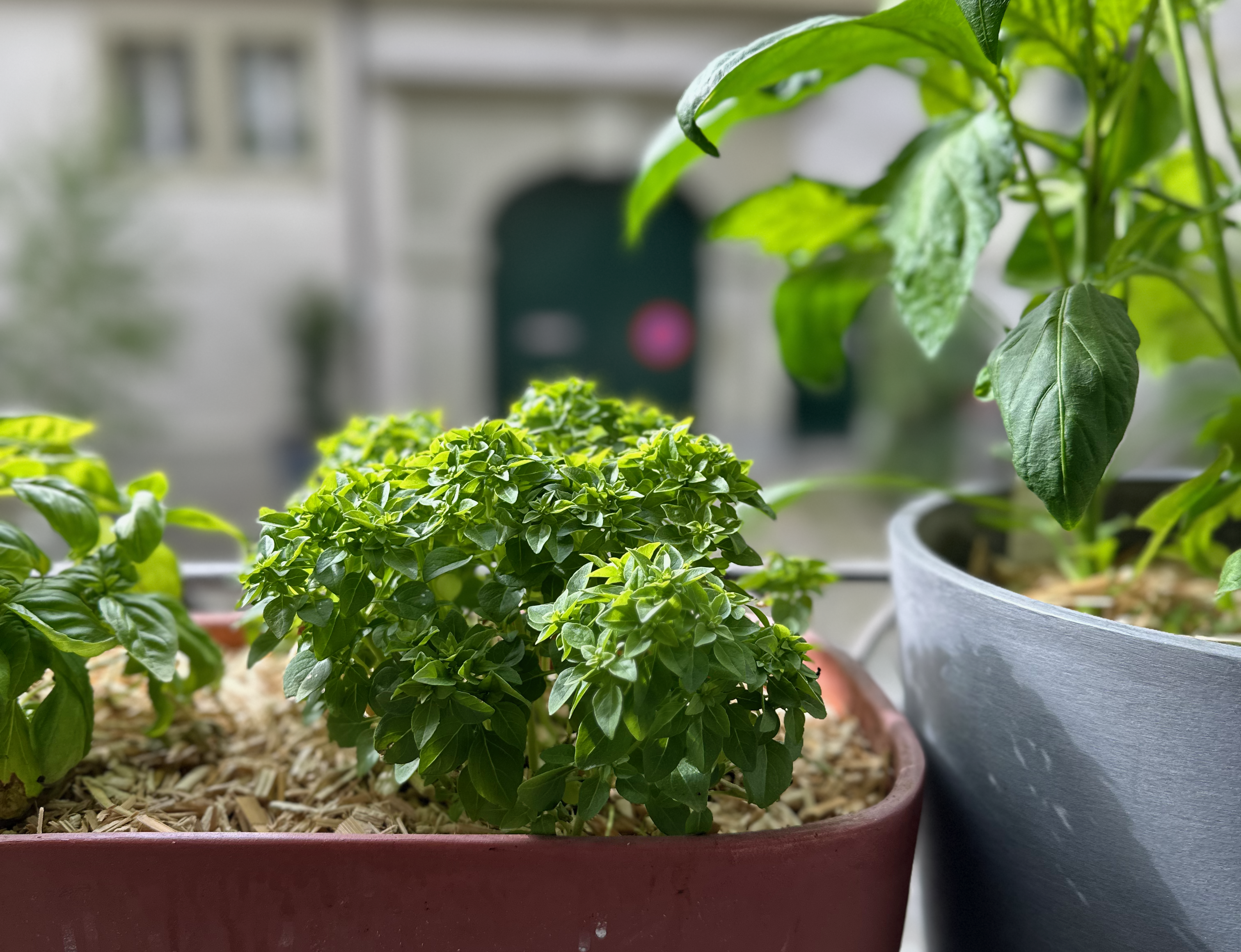 Italienischer Klassiker: Basilikum-Pesto direkt von deinem Balkon!