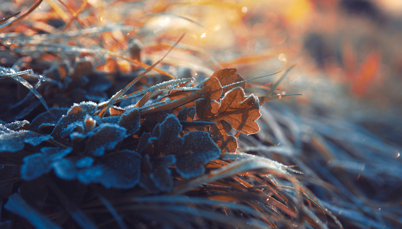 Pflanzen winterfest machen: So überwintern deine Balkonpflanzen richtig!