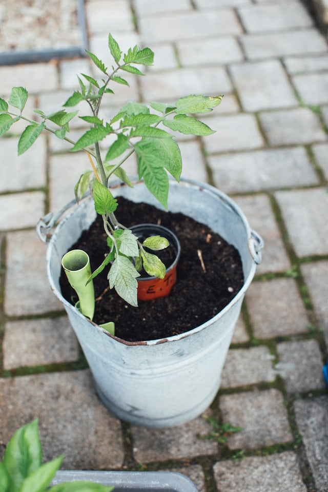 Die richtige Topfgrösse für deine Tomaten