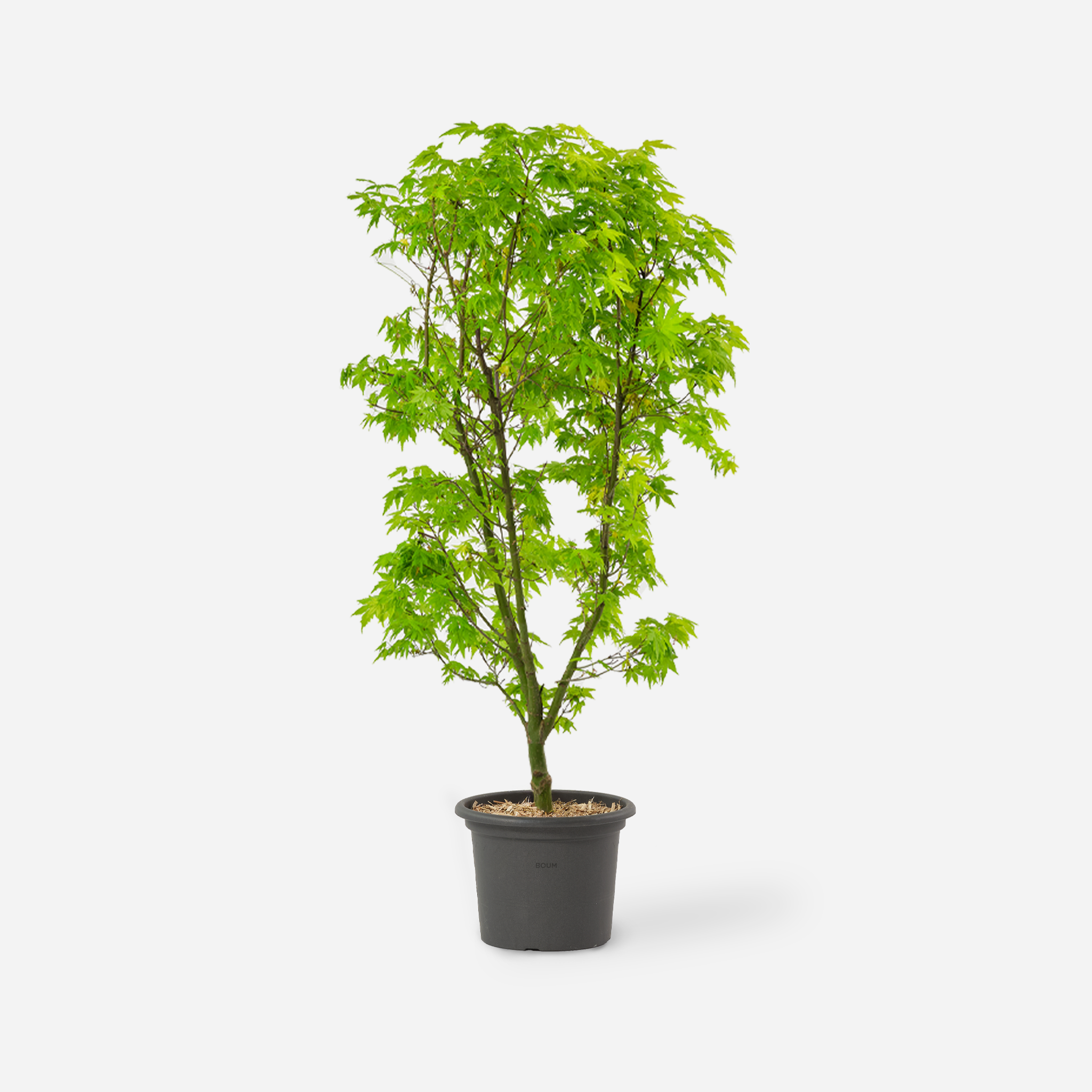 Zwerg Ahorn "Cornelia"