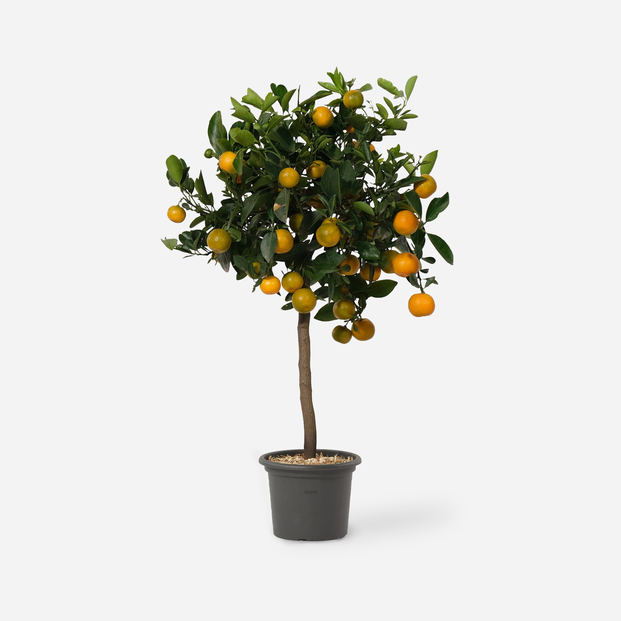 Orange "Calamondin"