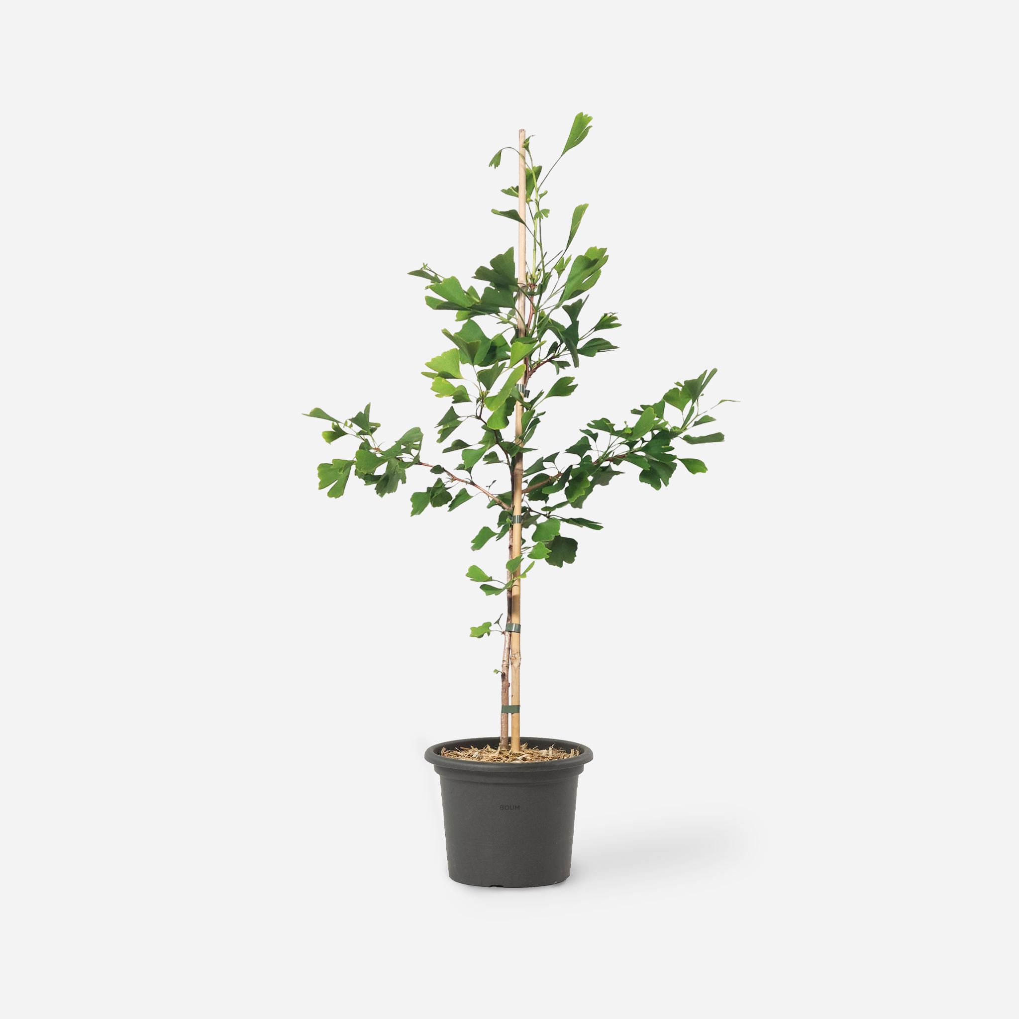 Ginkgo "Giorgia"