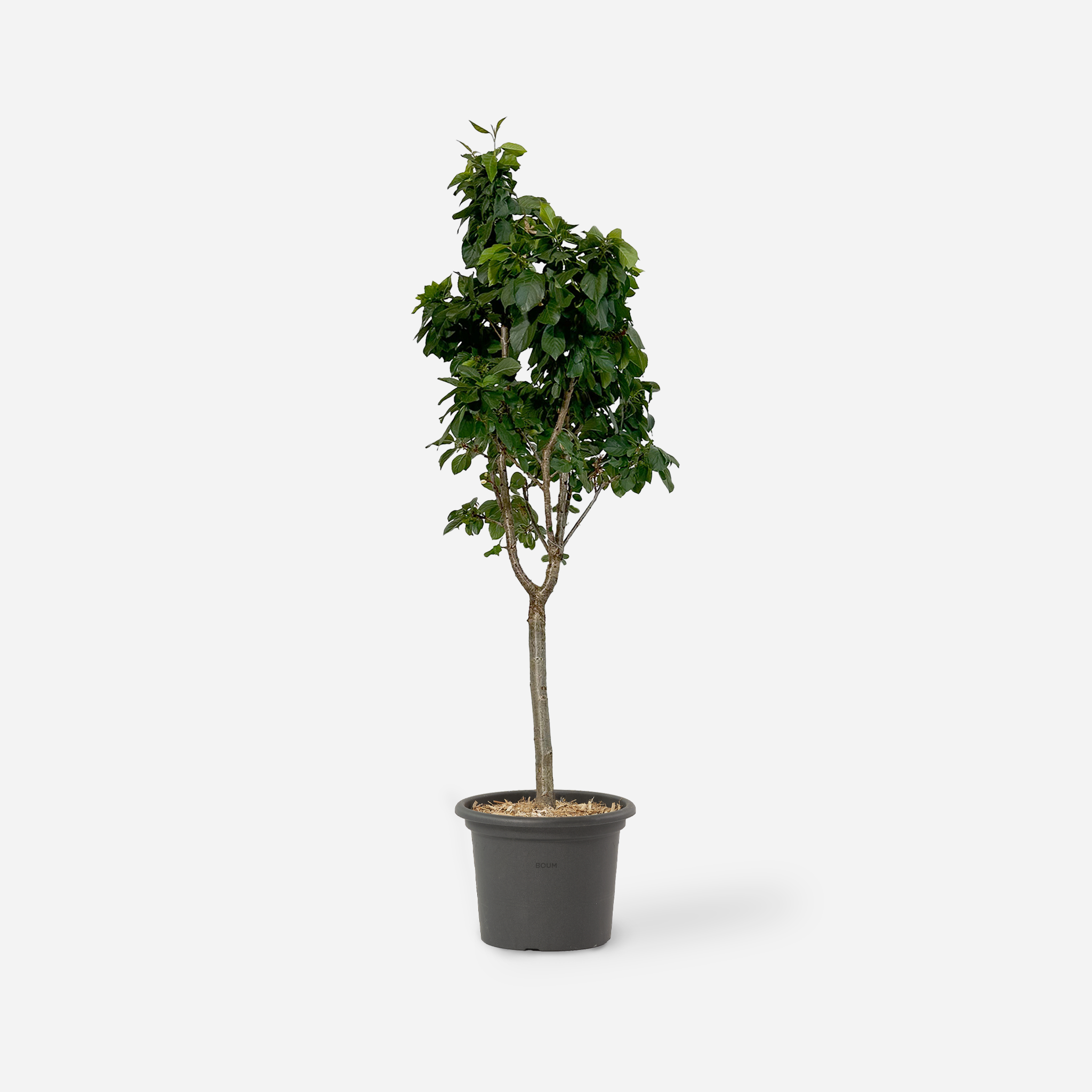 Dwarf cherry tree "Julia"