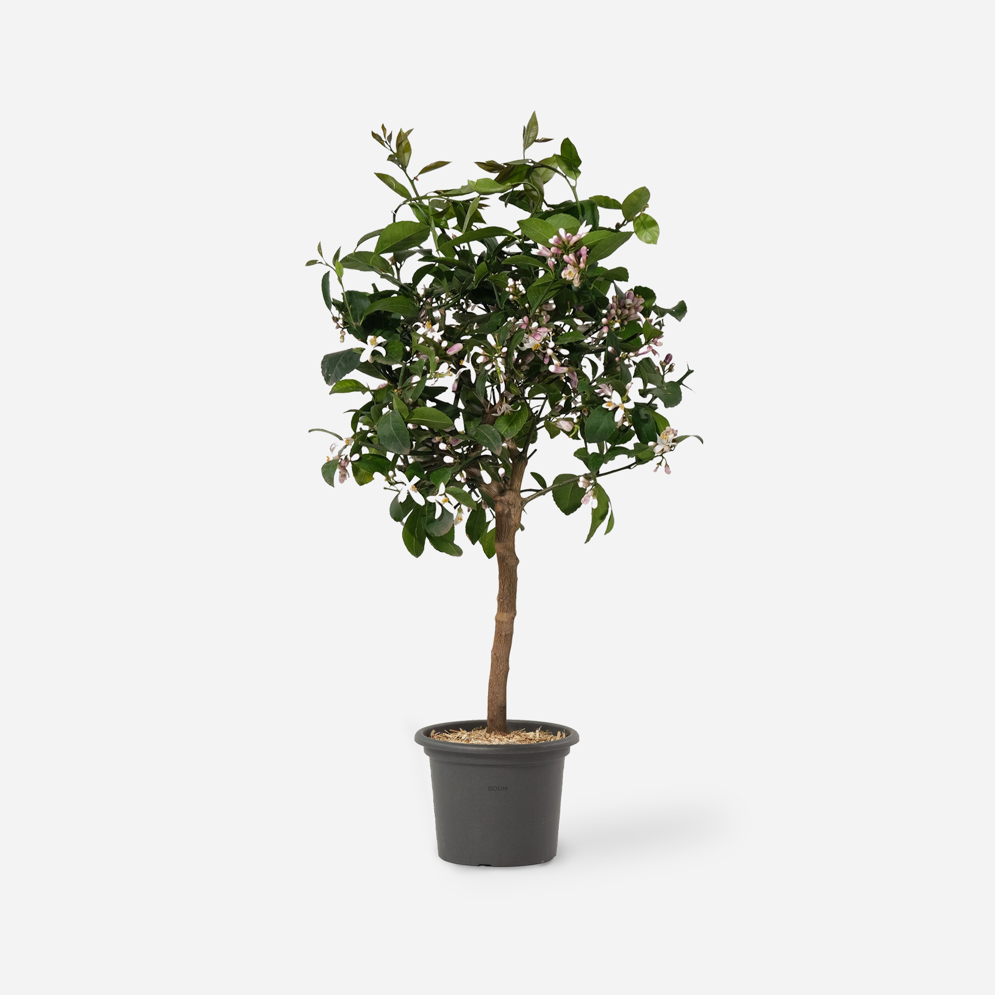 Zitrone "Cecilia"