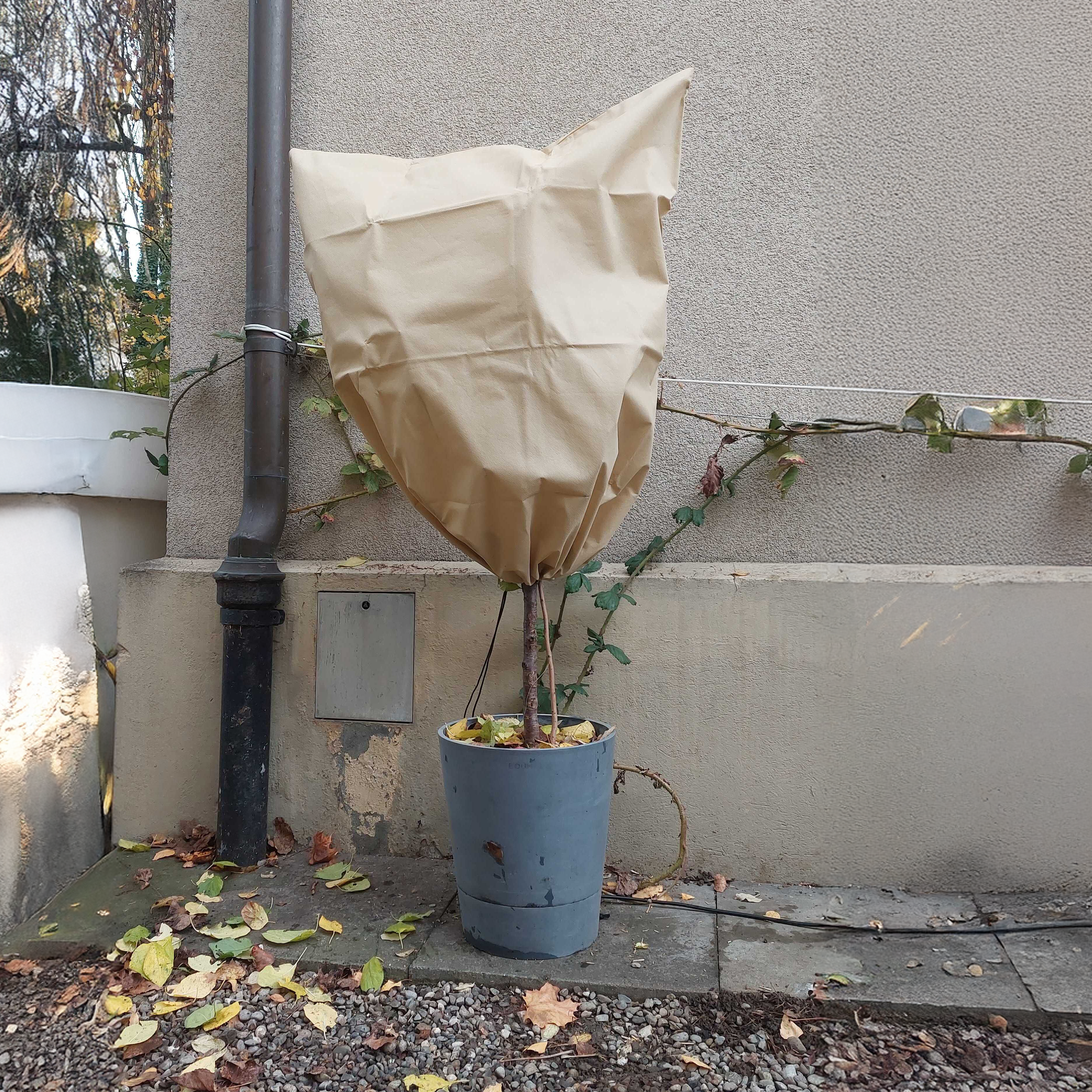 Plant Cover