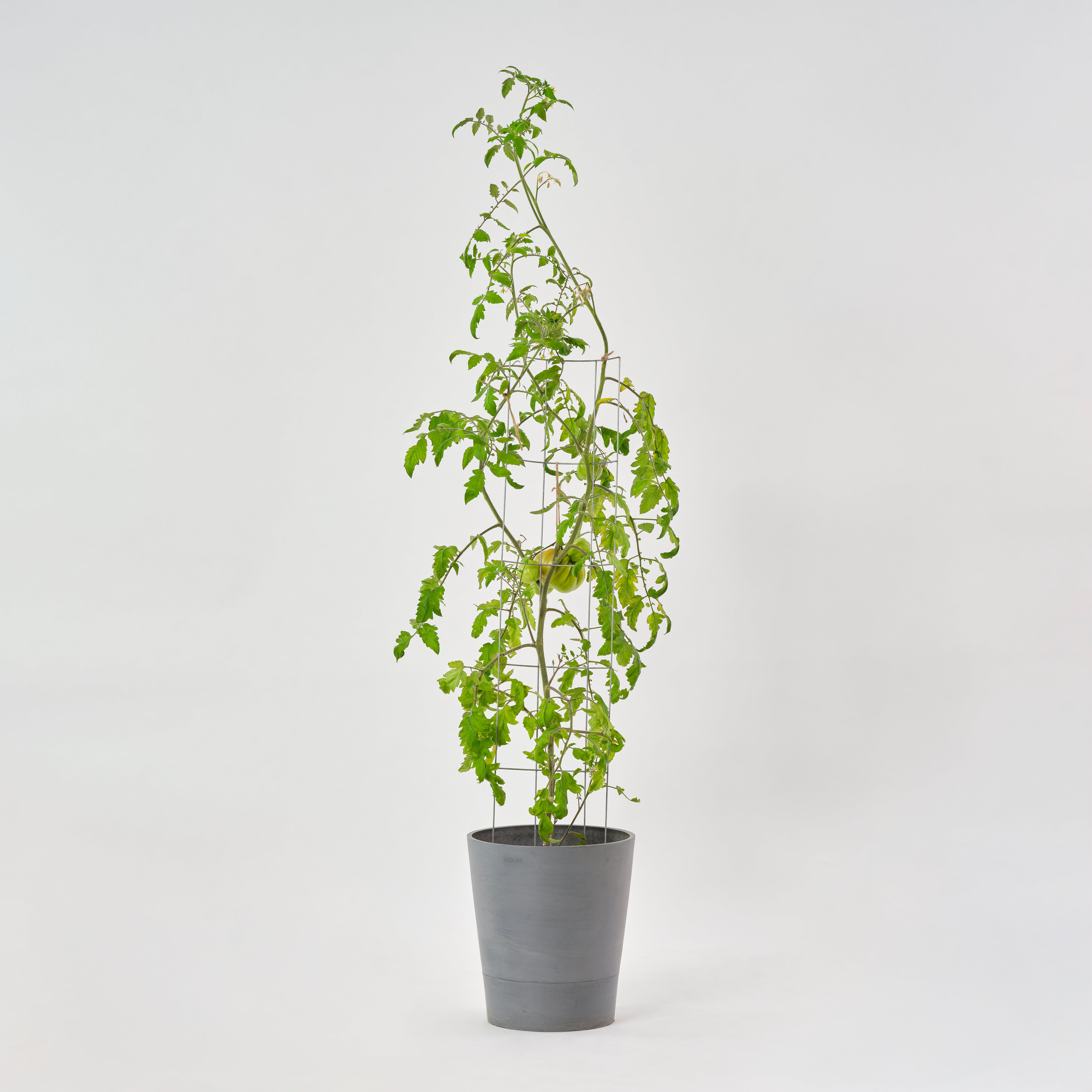 trellis
