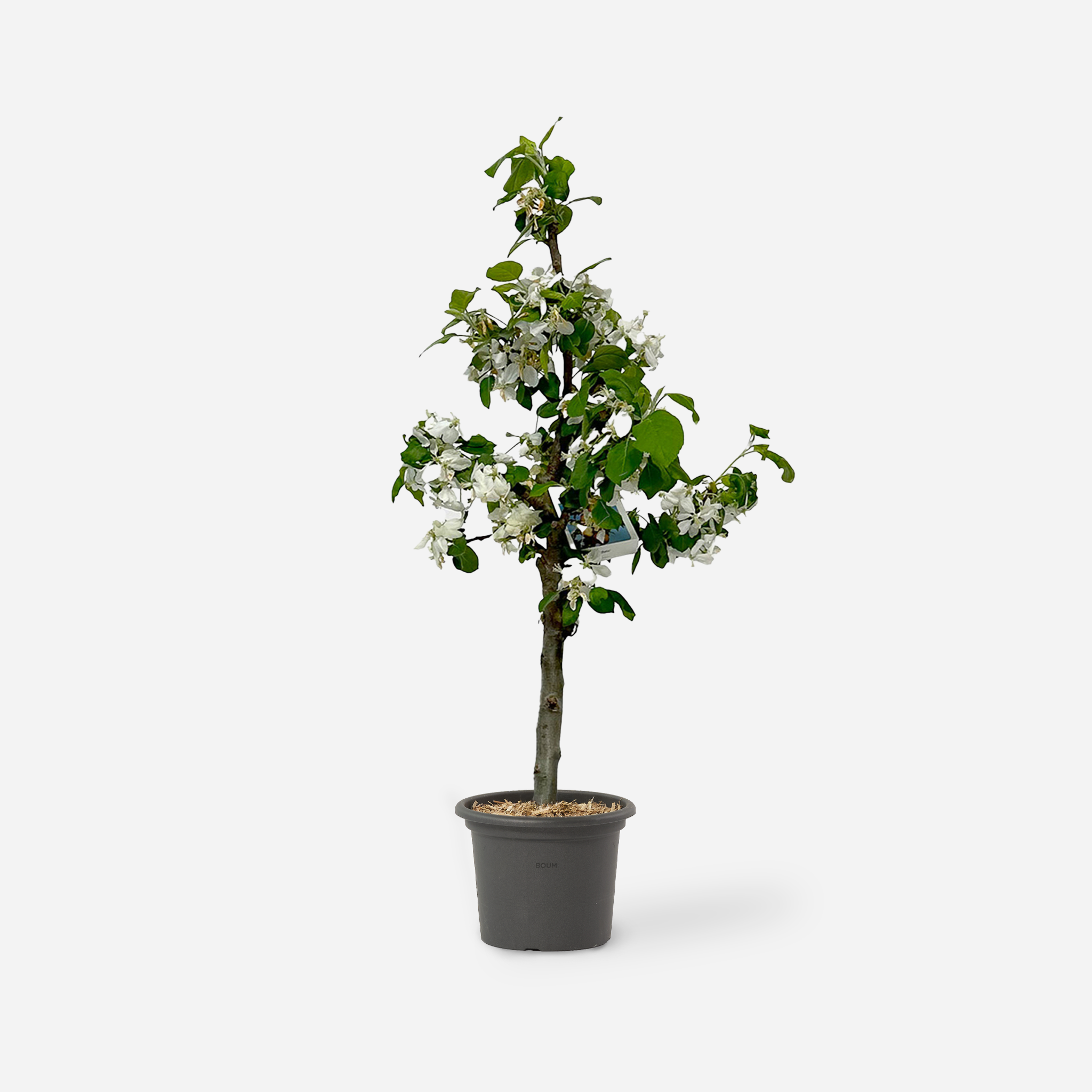 Zwerg Apfelbaum "Nino"