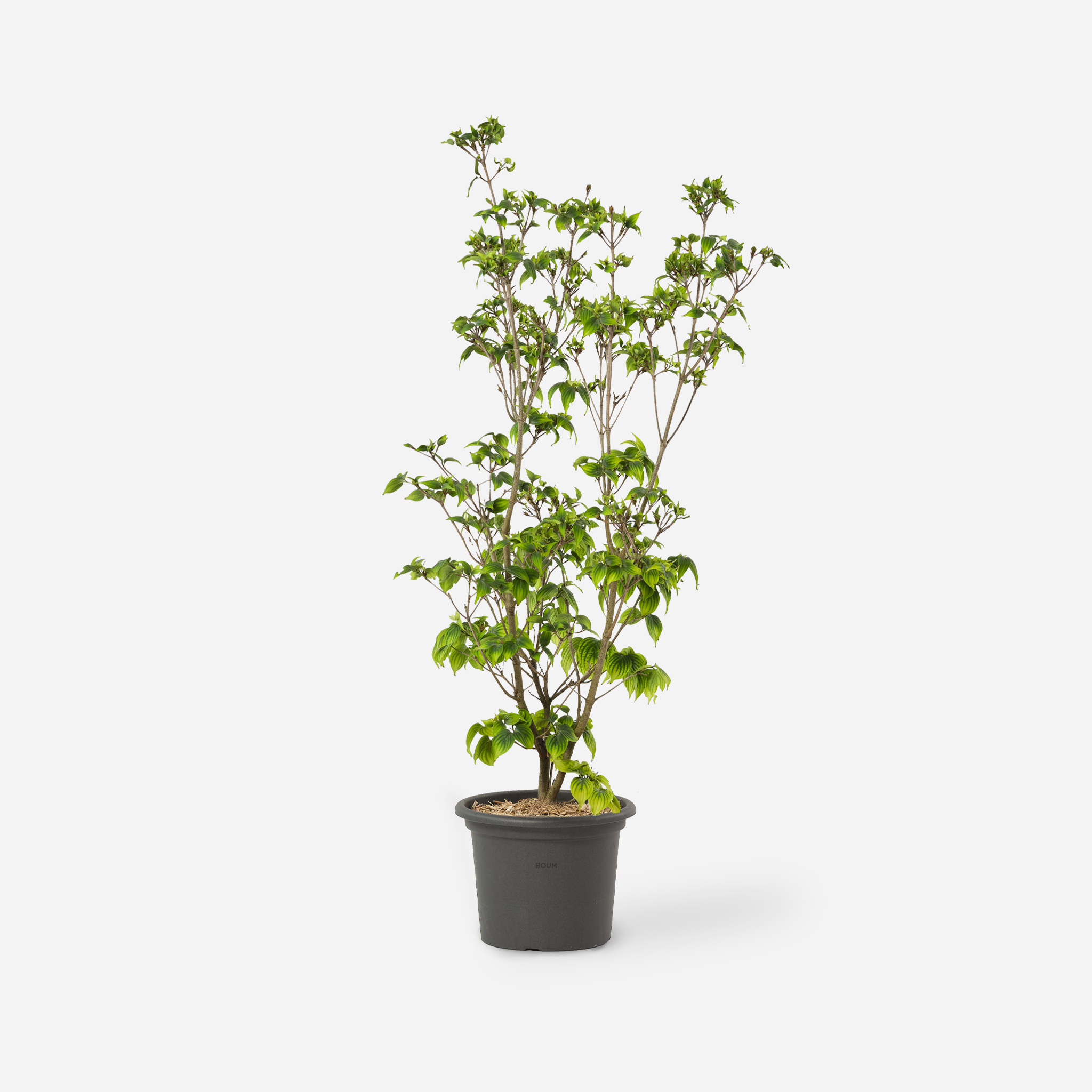Hartriegelbaum "Marion"
