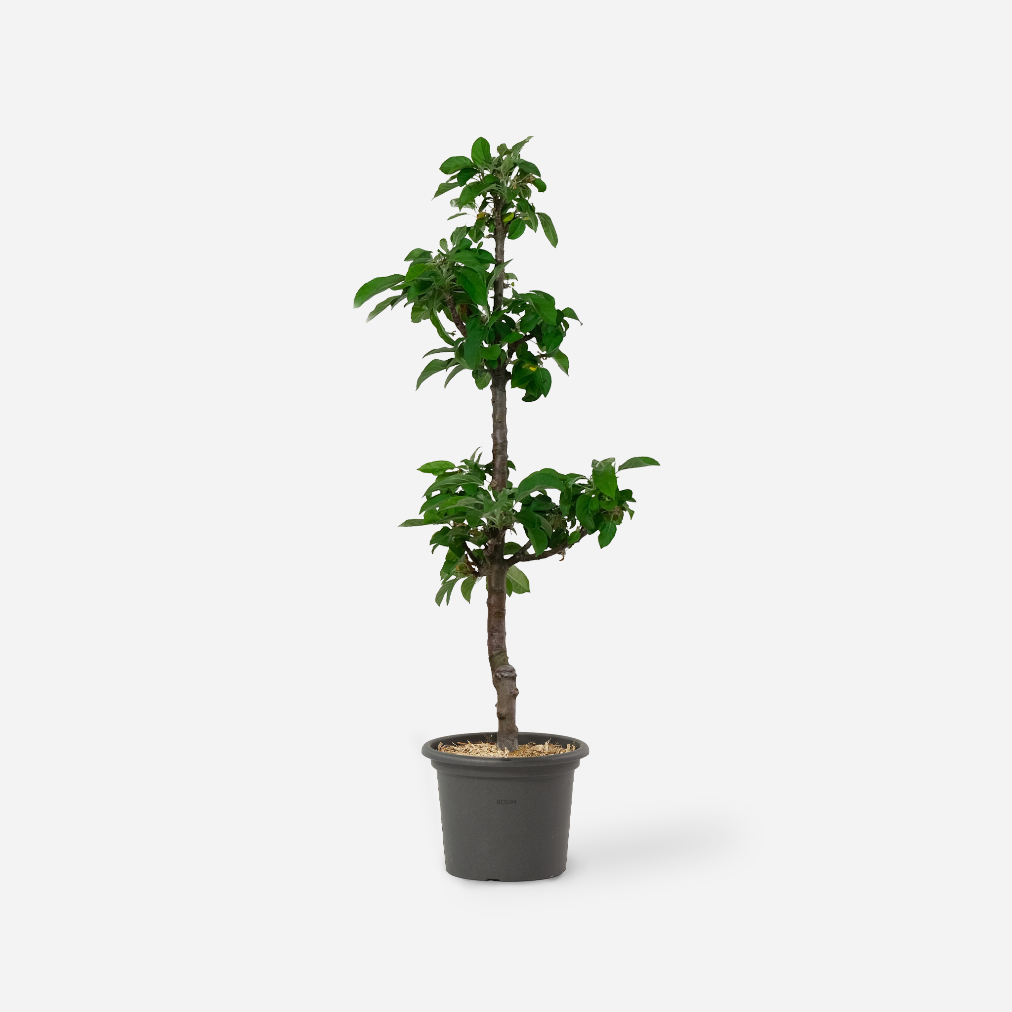 Säulen Apfelbaum "Marco"