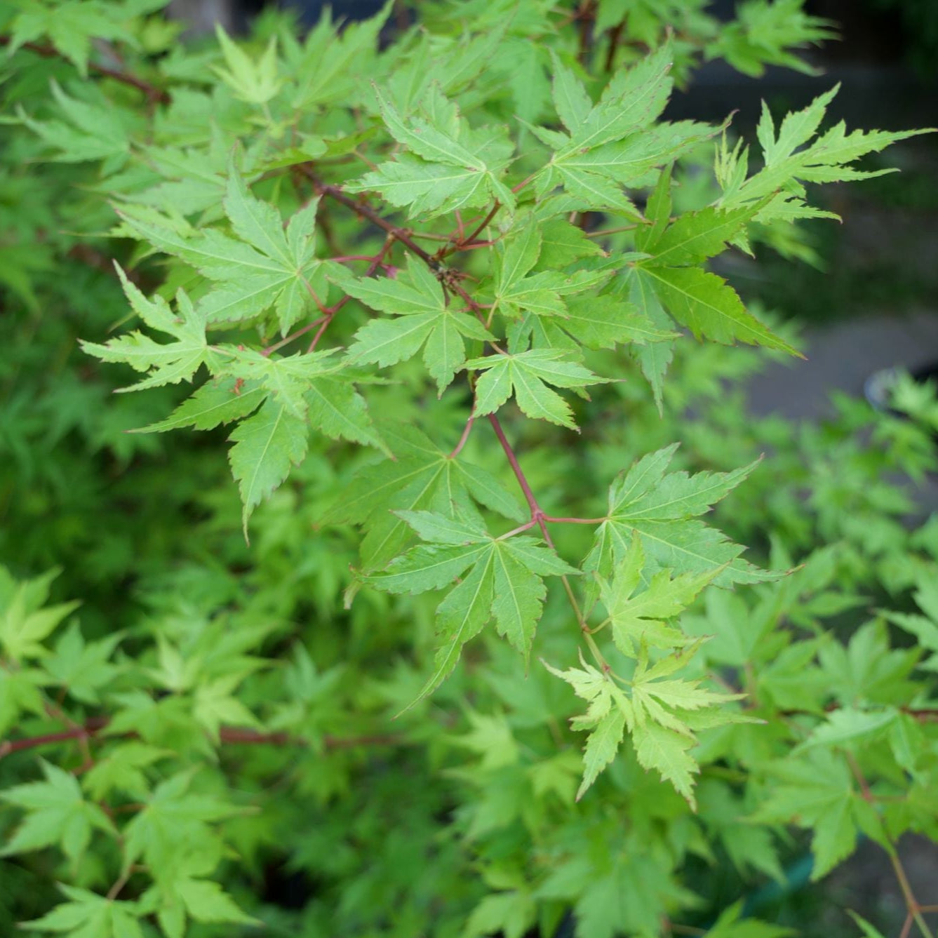 Zwerg Ahorn "Cornelia"