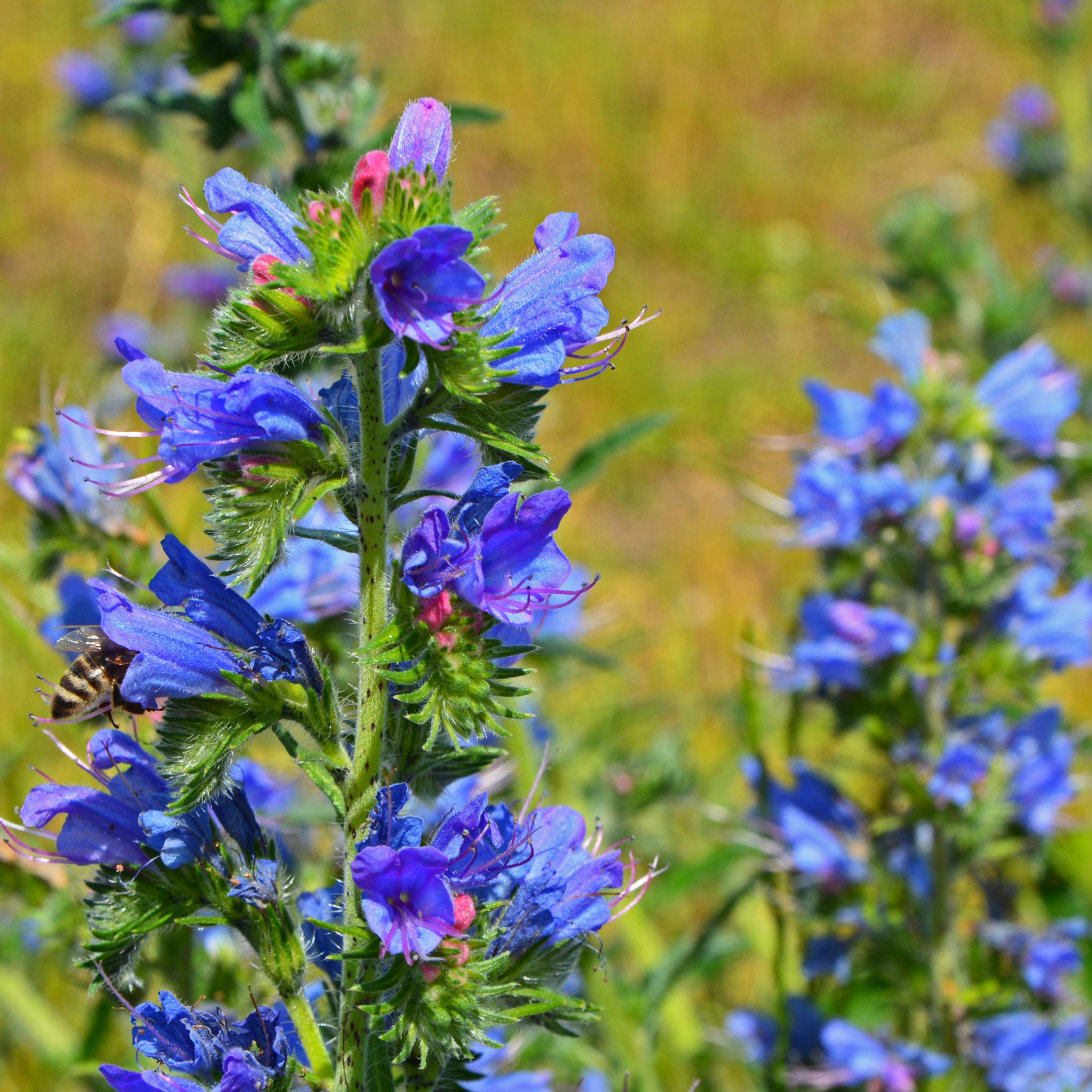 Setzling Natternkopf "Blau"