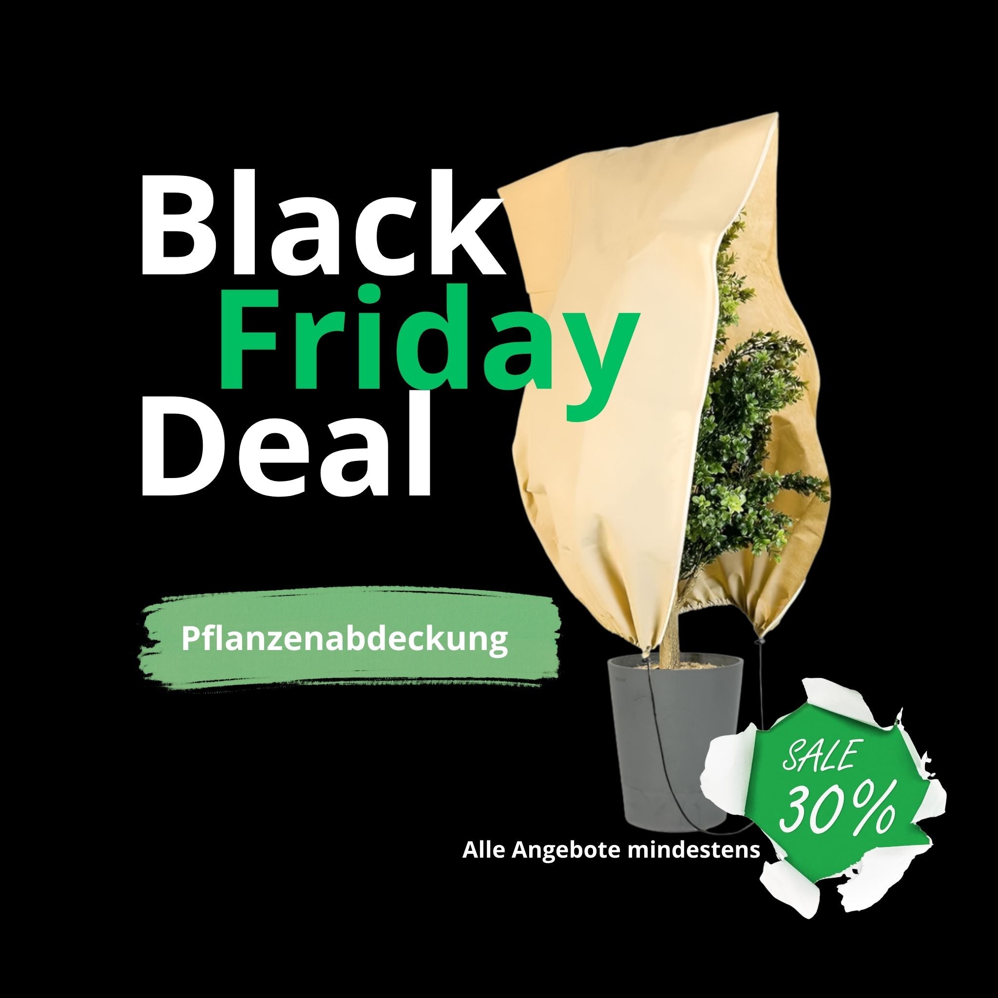 Boum Pflanzenabdeckung