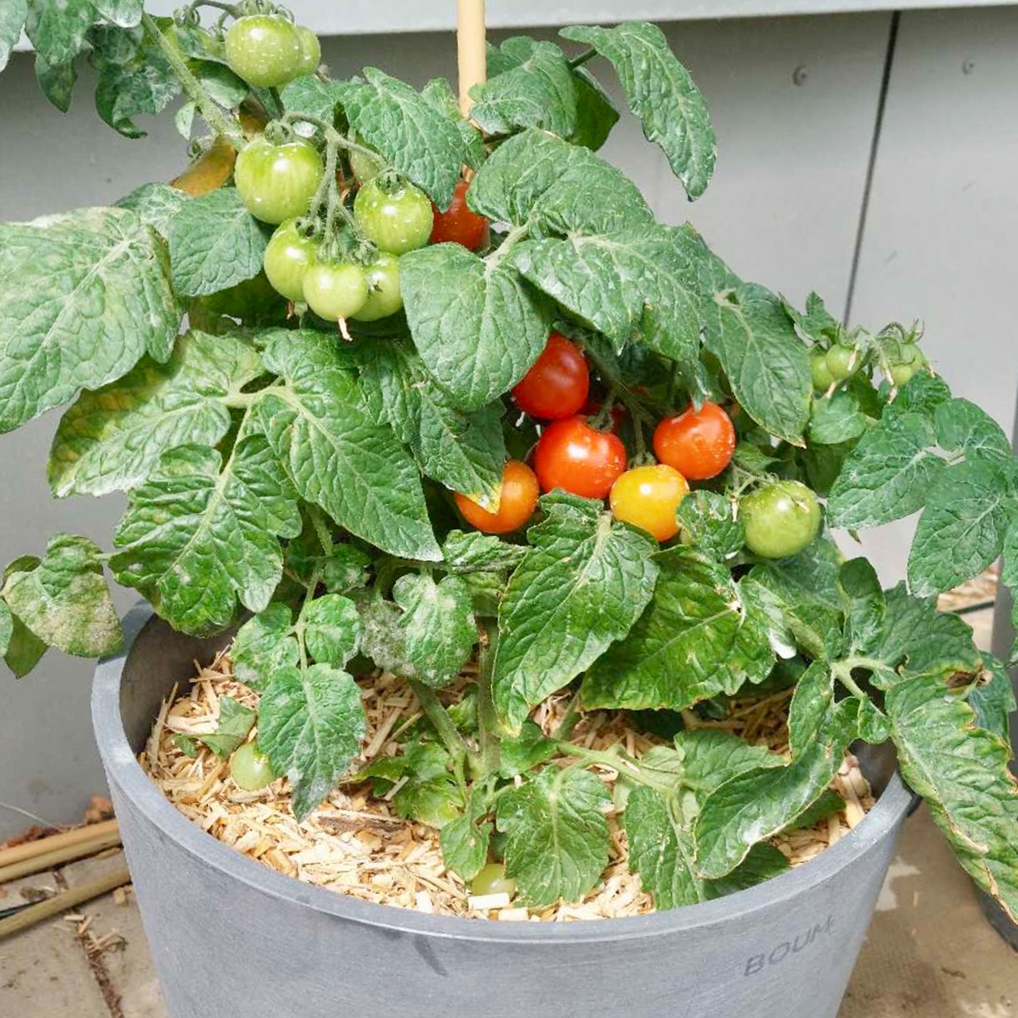 Boum Pflanzenerde 15 L inkl. Mulch