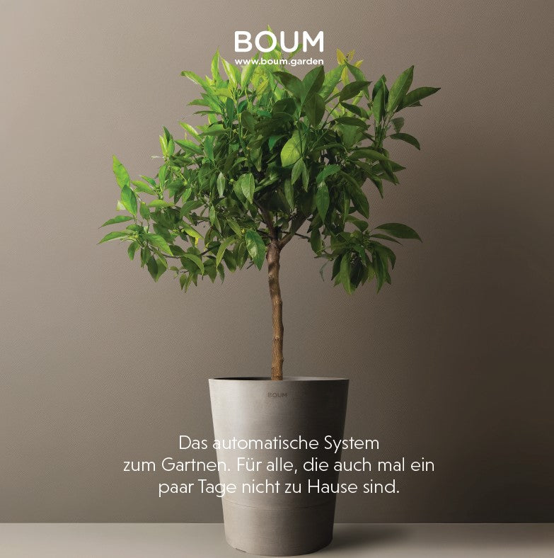 Boum brochure