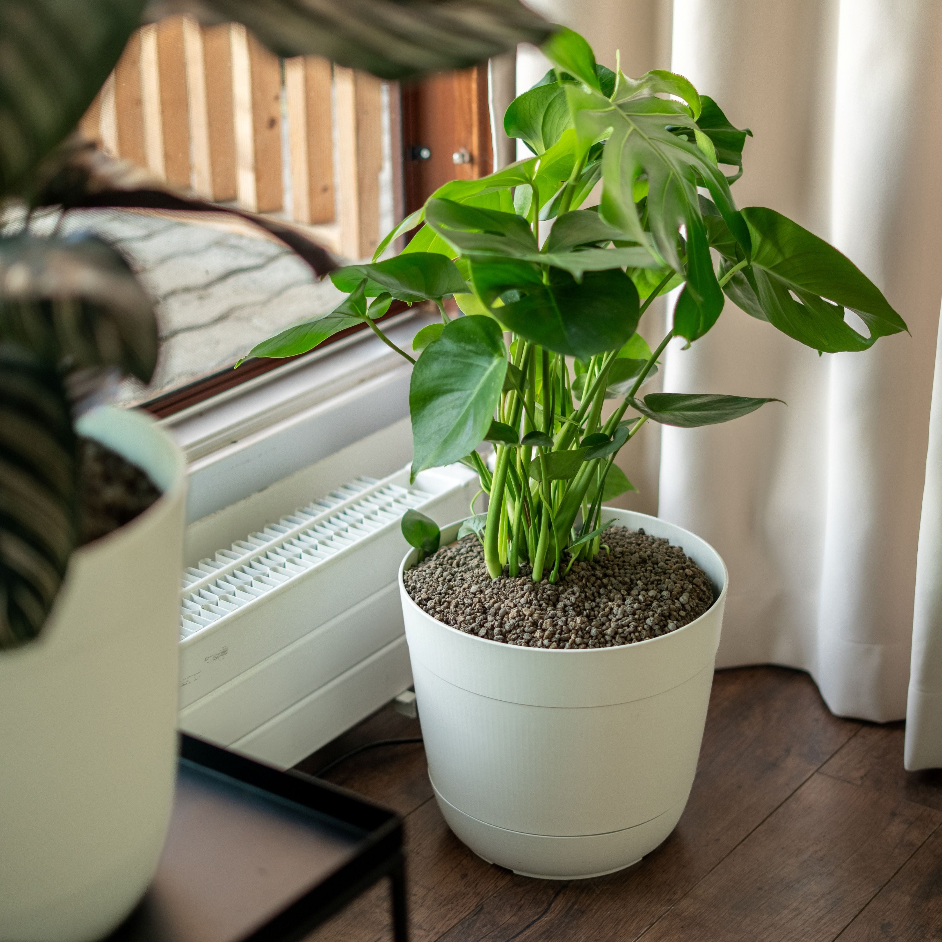 Boum Zimmerpflanzenerde 15 L