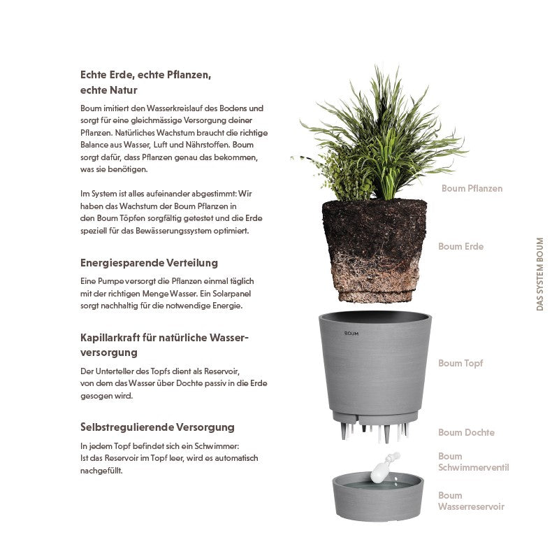 Boum brochure