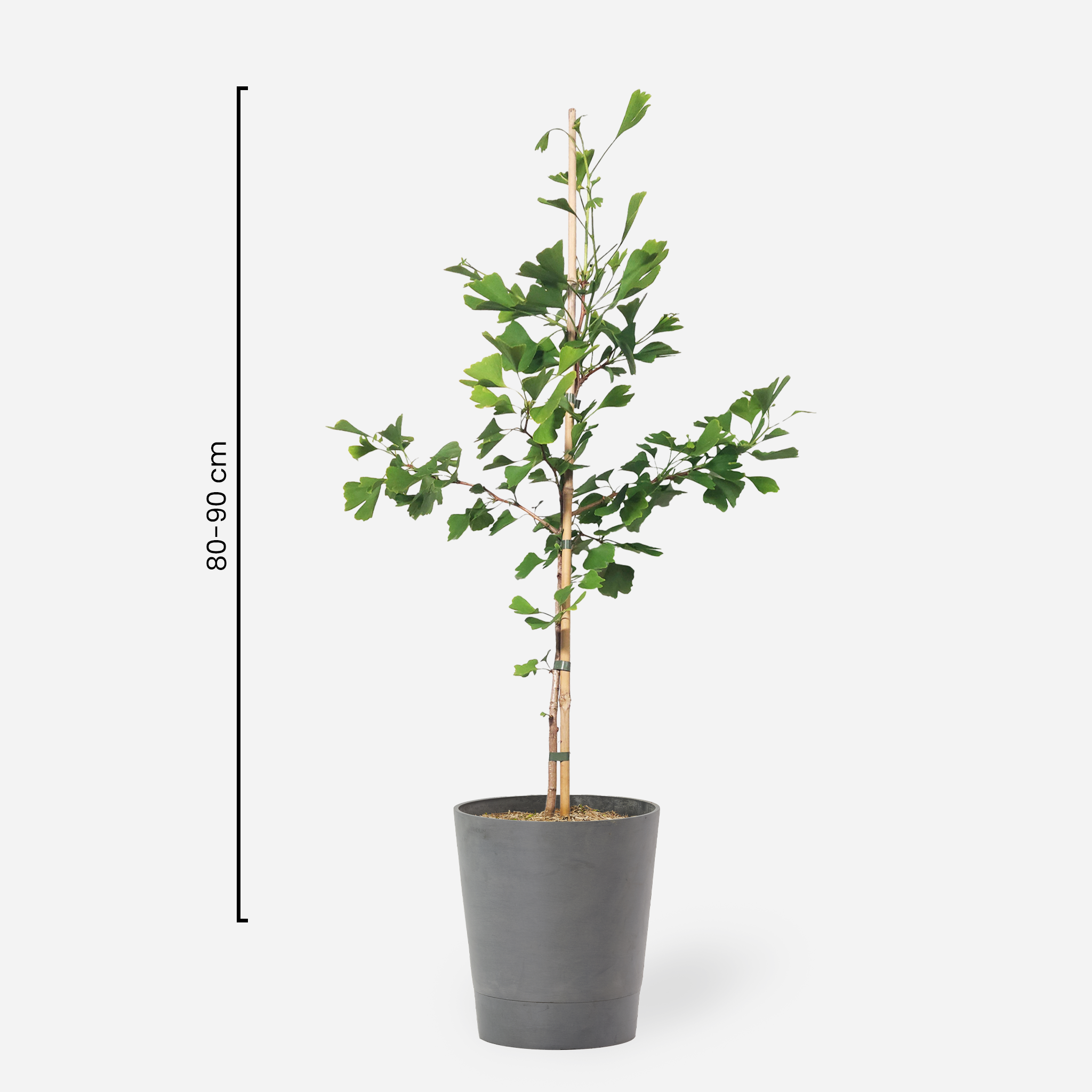 Ginkgo "Giorgia"