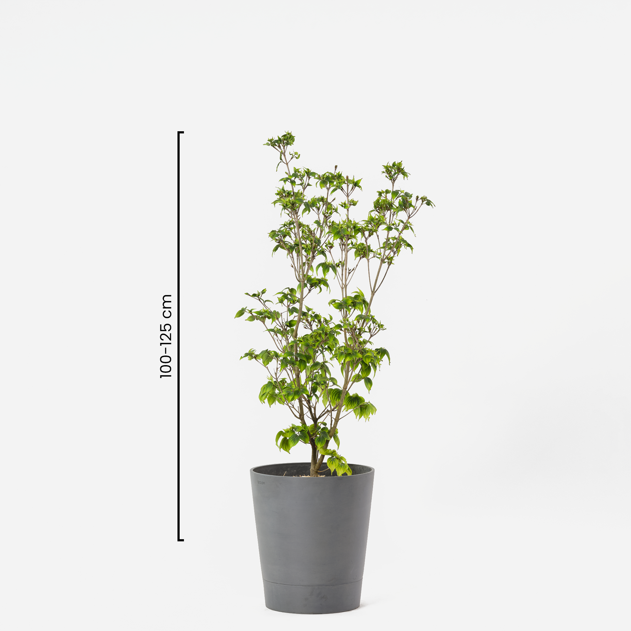 Hartriegelbaum "Marion"