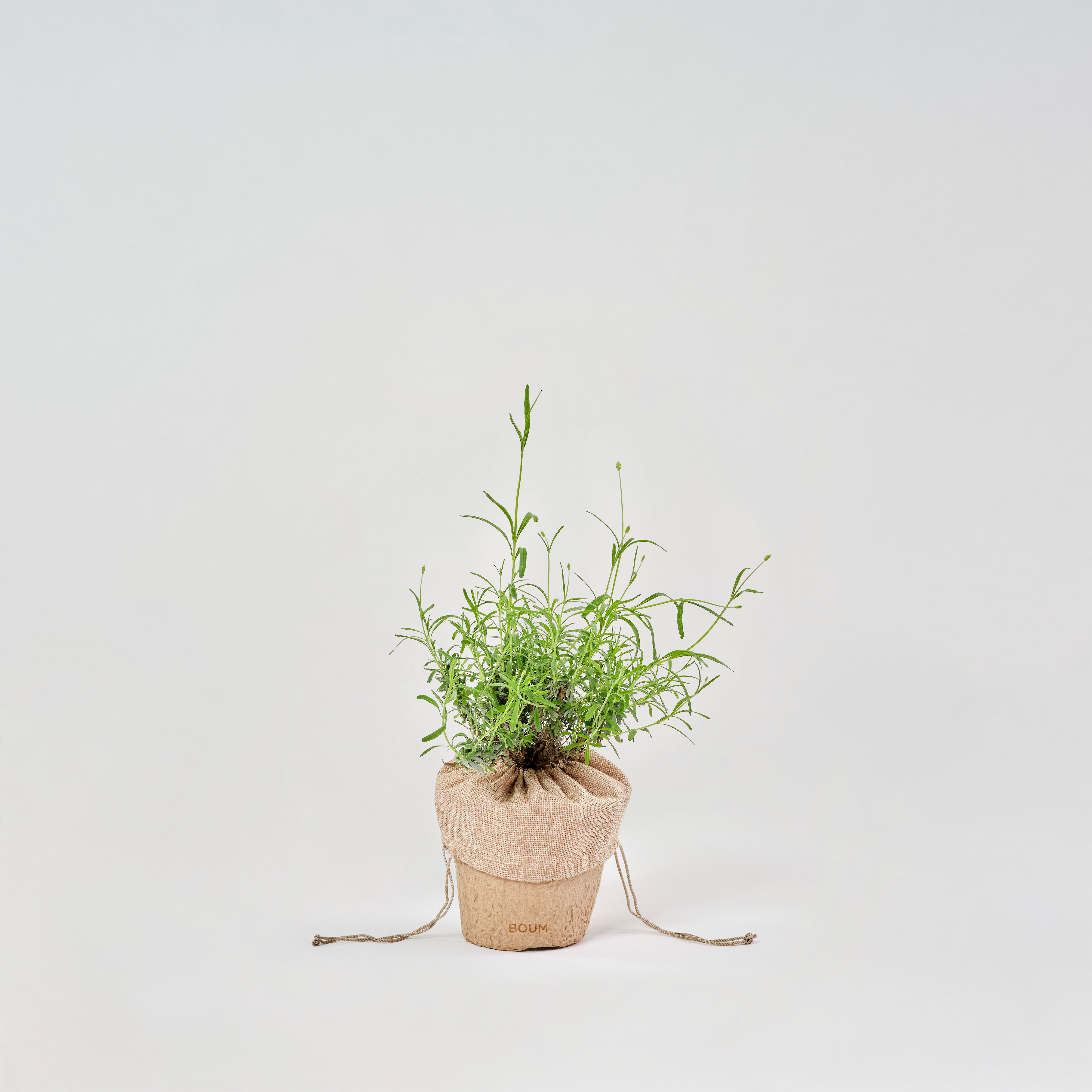 Setzling Lavendel "Duft"