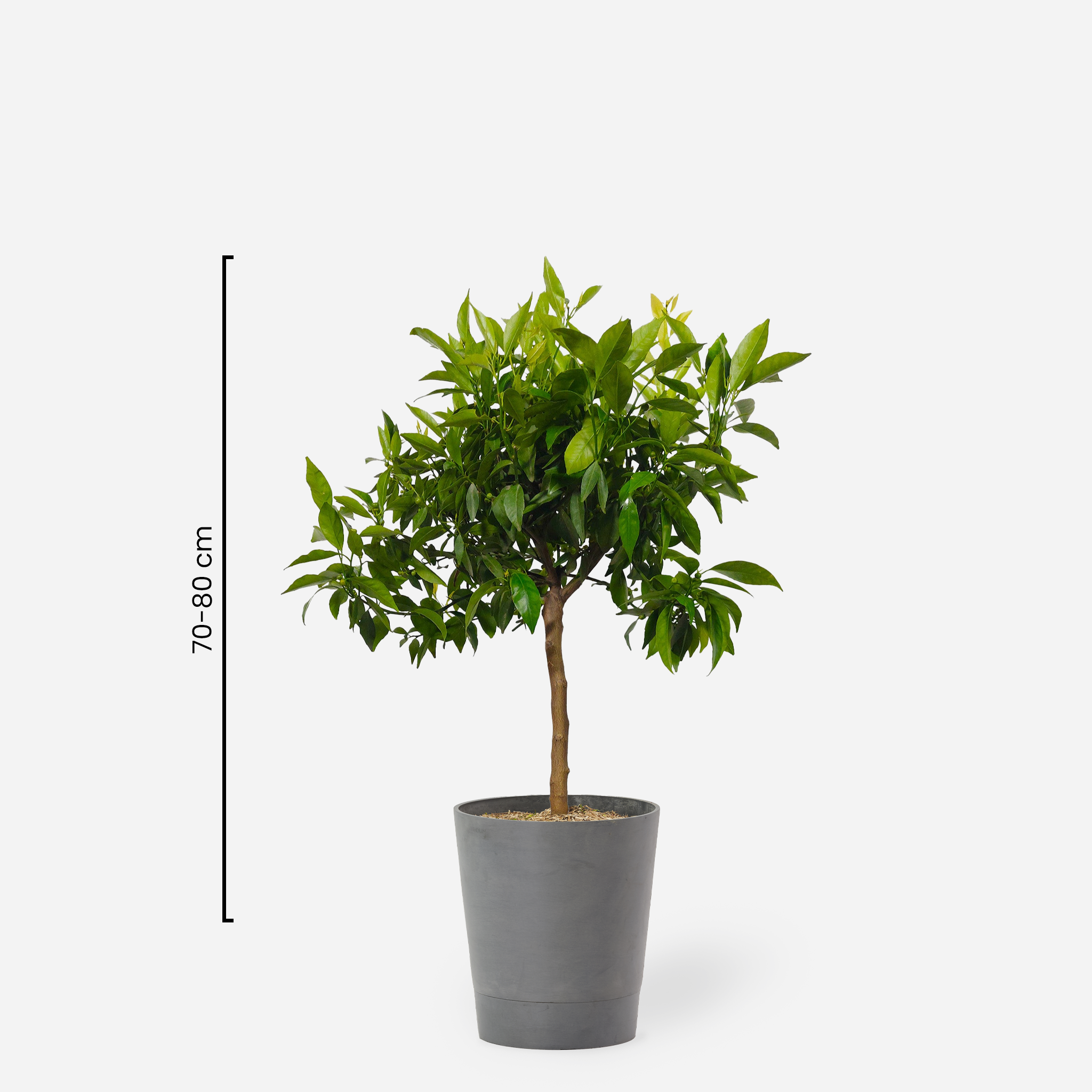 Mandarine "Xenia"