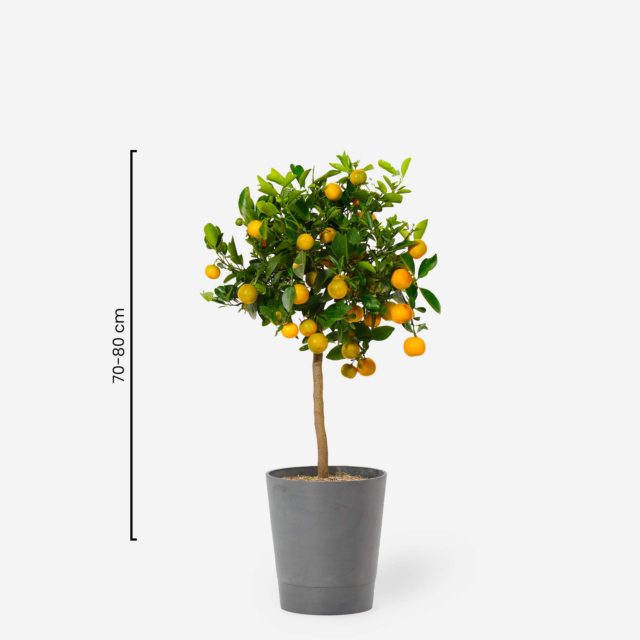 Orange "Calamondin"