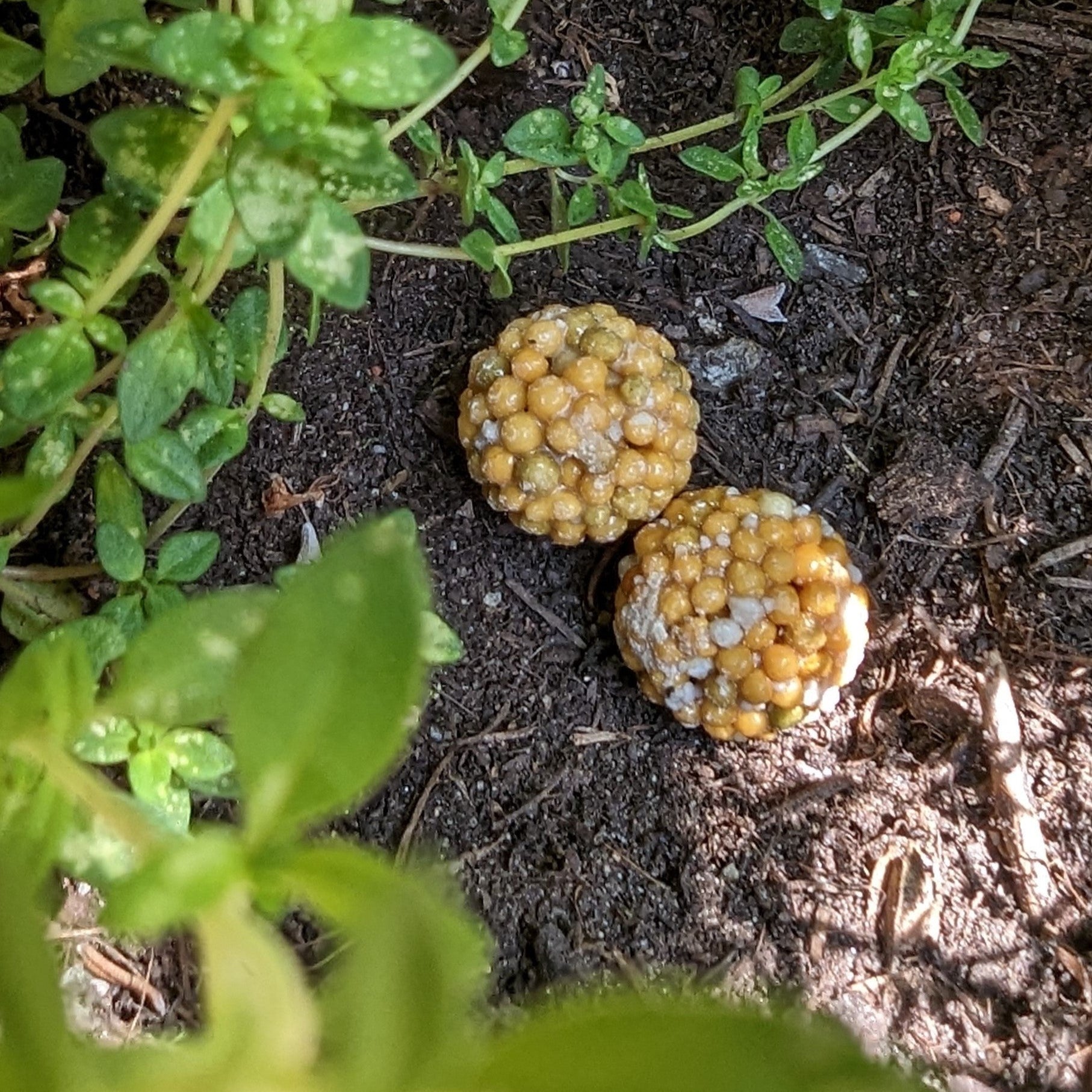 Boum plant fertilizer
