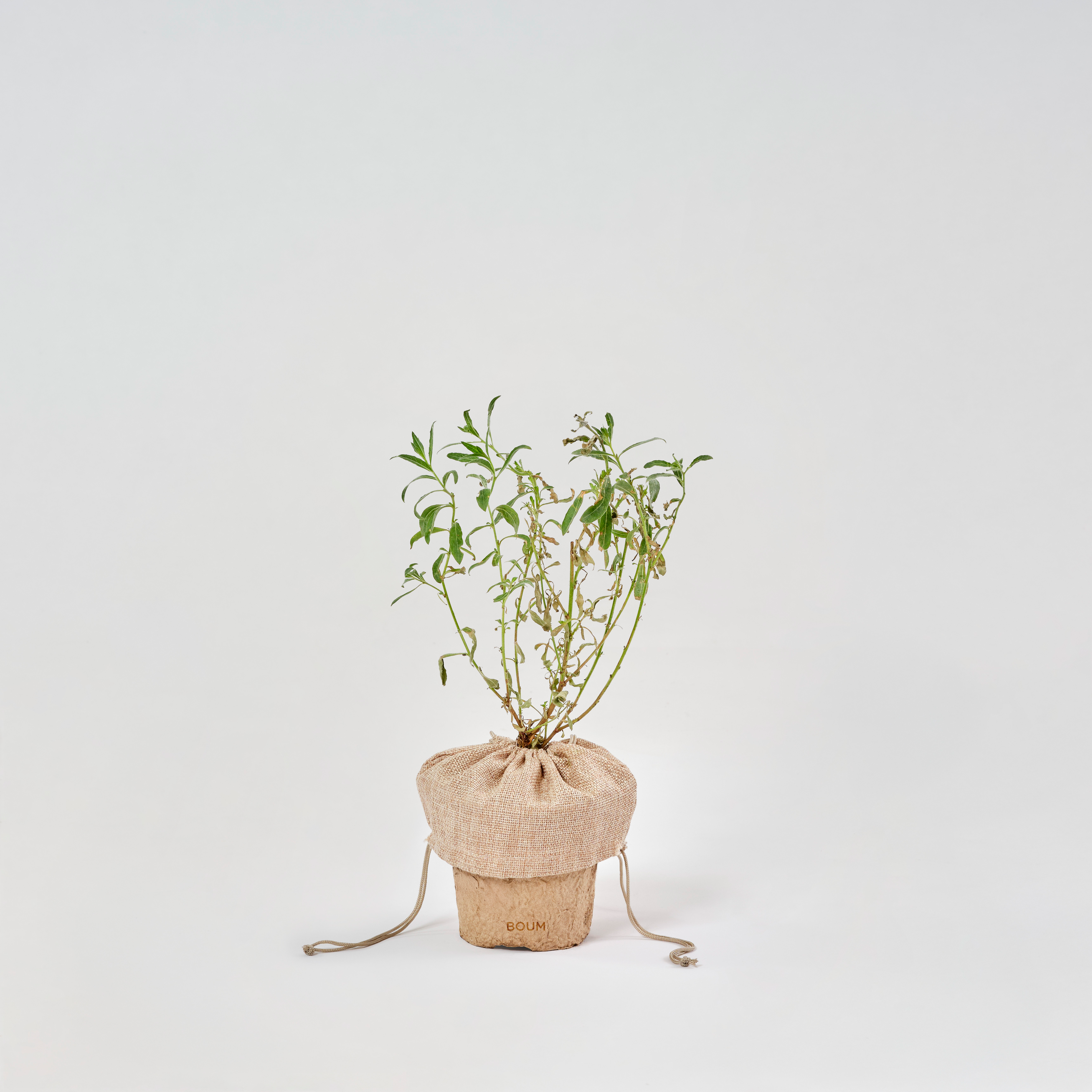 Seedling Lindheimer's clockweed "White"