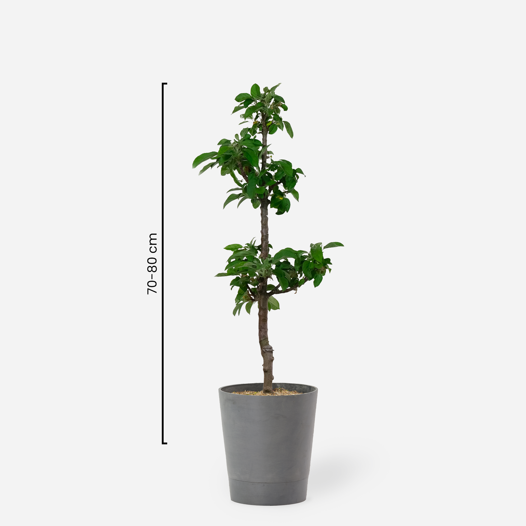 Säulen Apfelbaum "Marco"