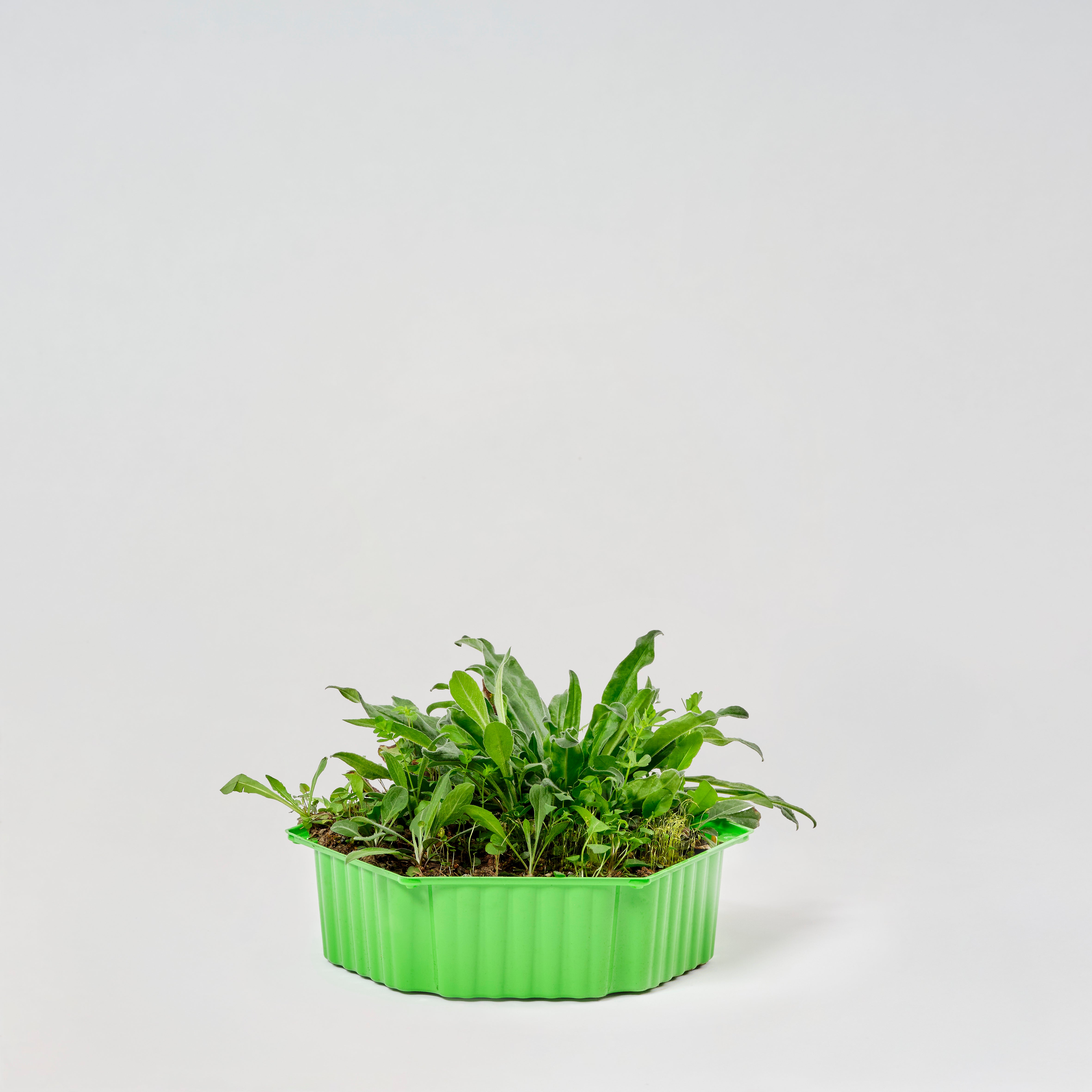 Wildblumenmischung "Sommerblüher" Bio