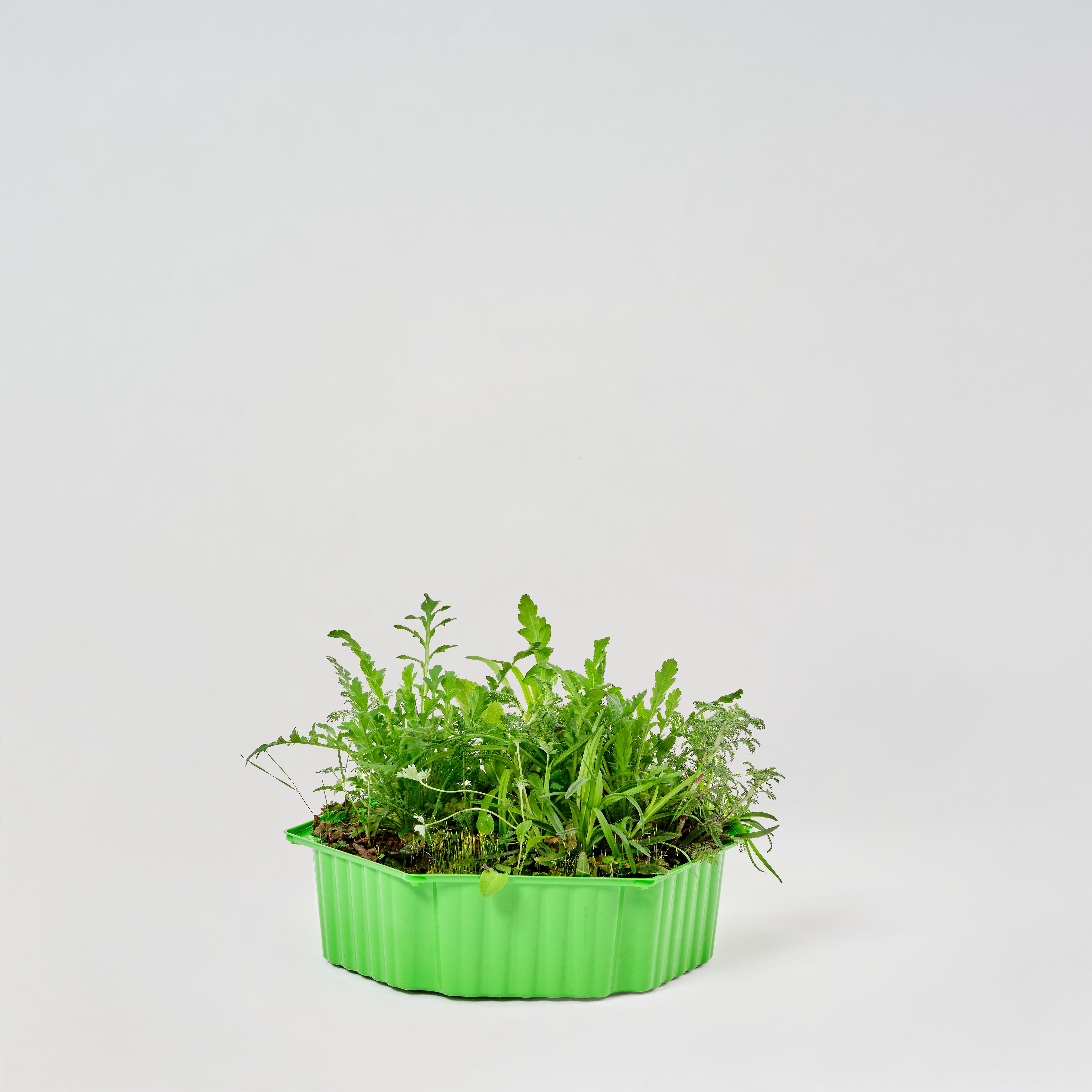 Wildblumenmischung "Sonne" Bio