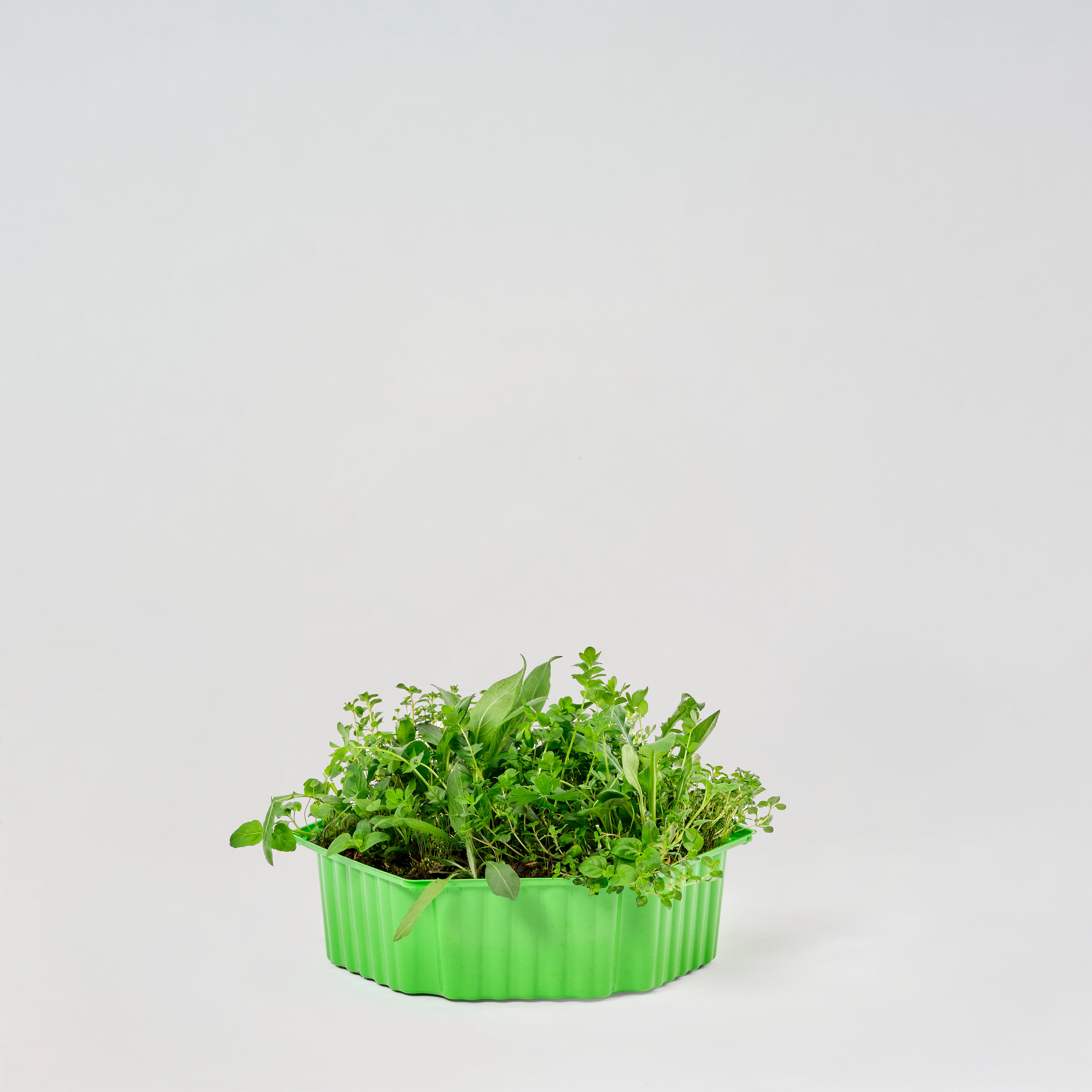 Wildblumenmischung "Spätblüher" Bio