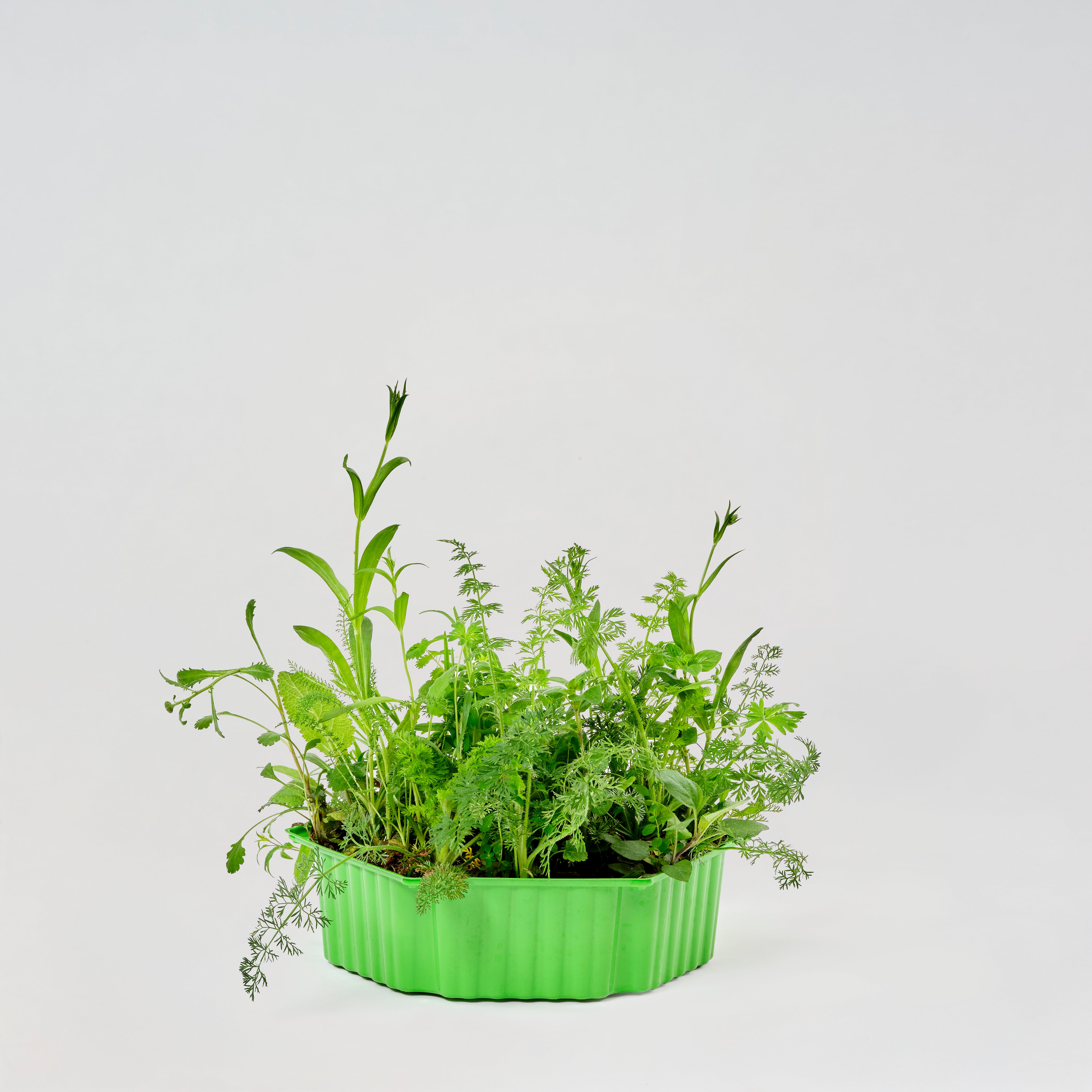 Wildblumenmischung "Wildstauden" Bio