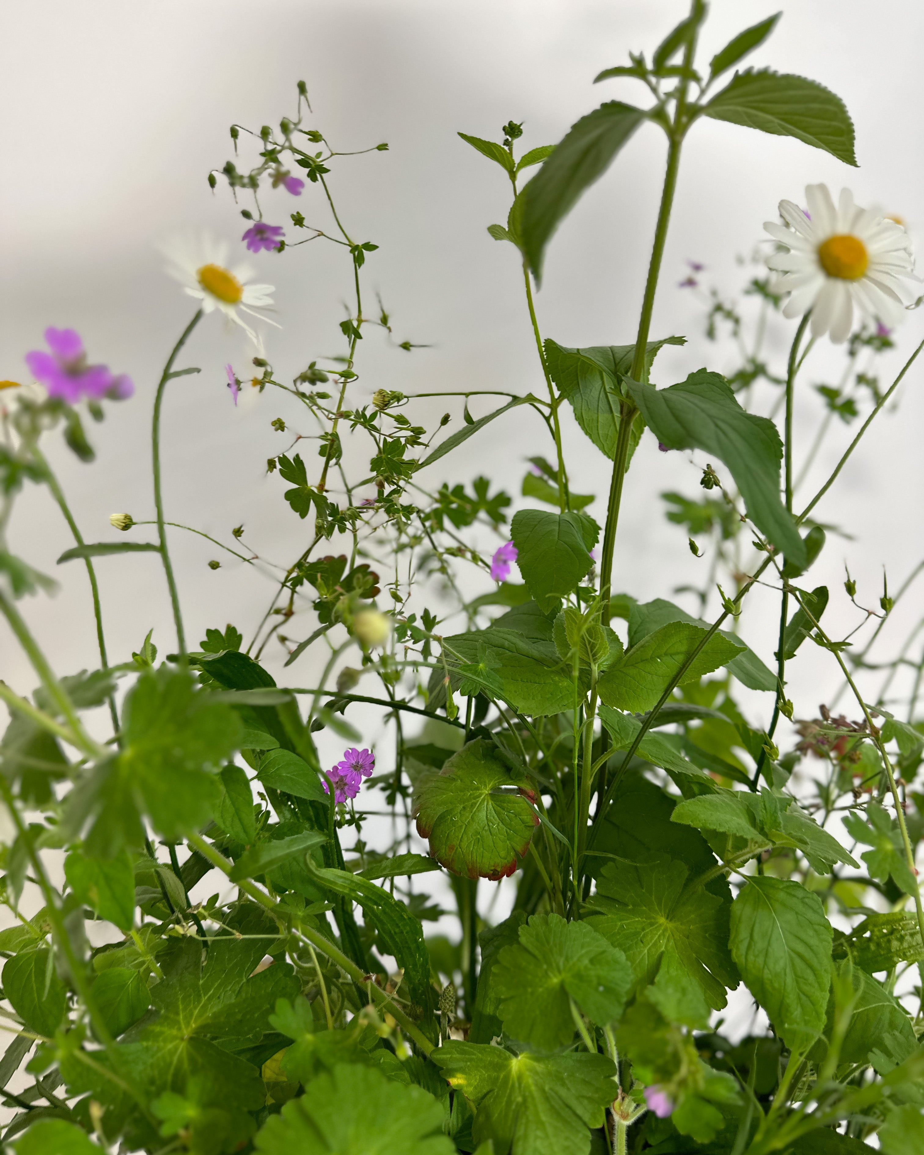 Wildblumen Halbschatten Bio
