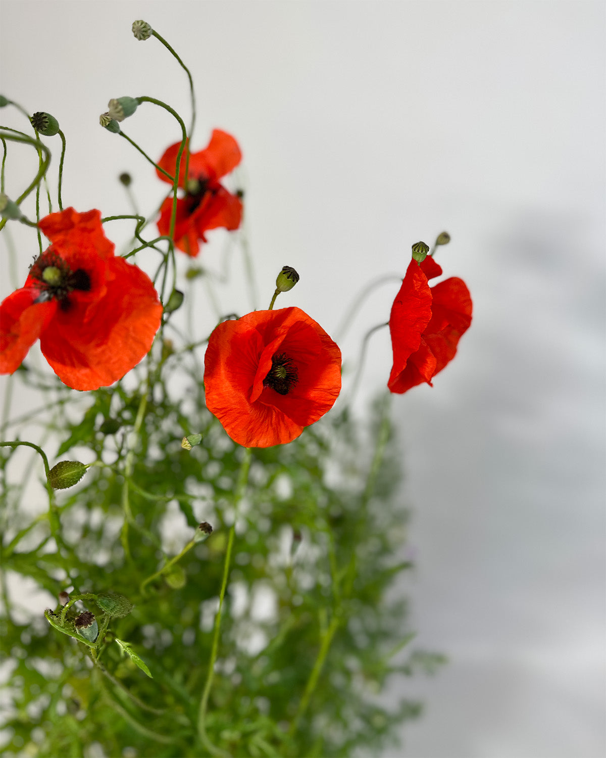 Wildblumen Sonne, Bio