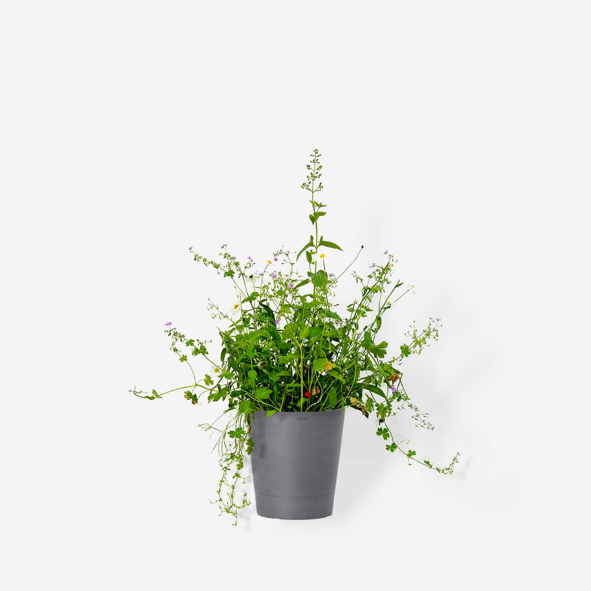 Wildblumenmischung "Halbschatten" Bio
