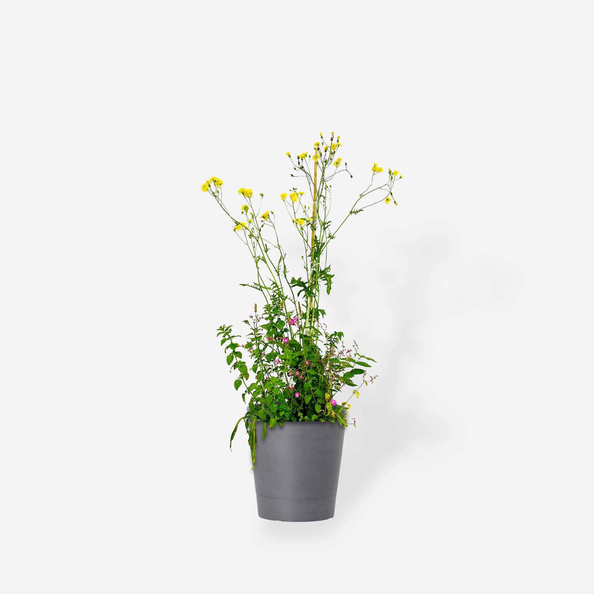 wildflower Mix "Schatten" Organic