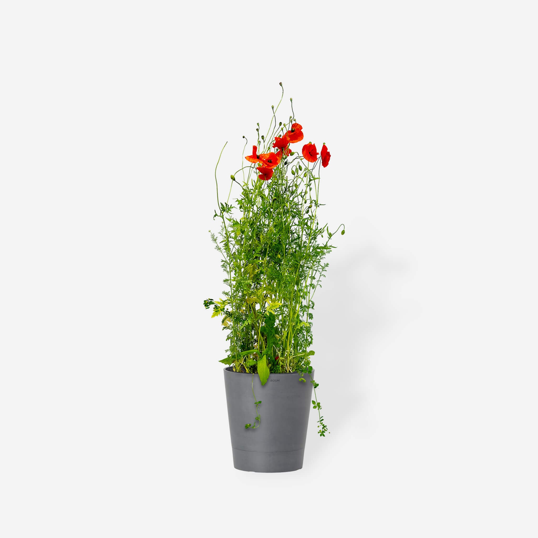 Wildblumenmischung "Sonne" Bio