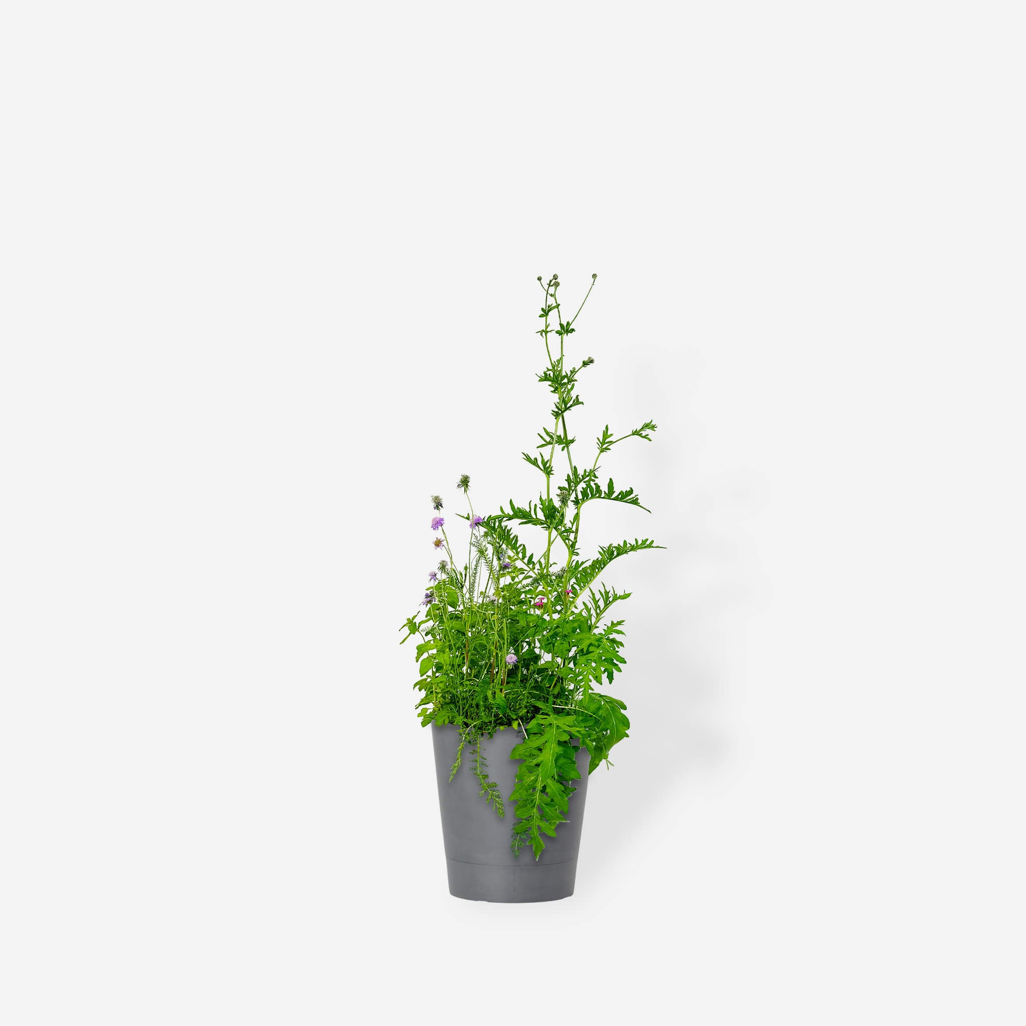 Wildblumenmischung "Wildstauden" Bio