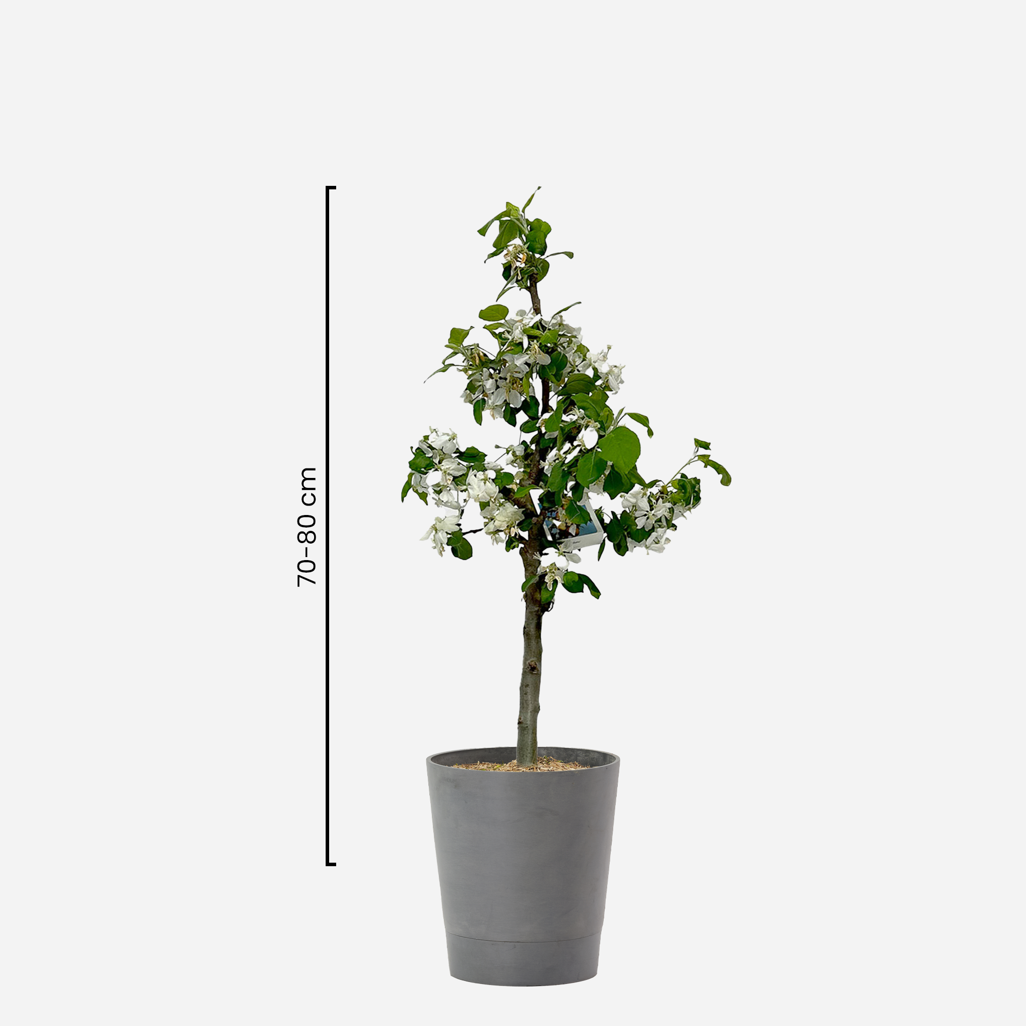 Zwerg Apfelbaum "Nino"