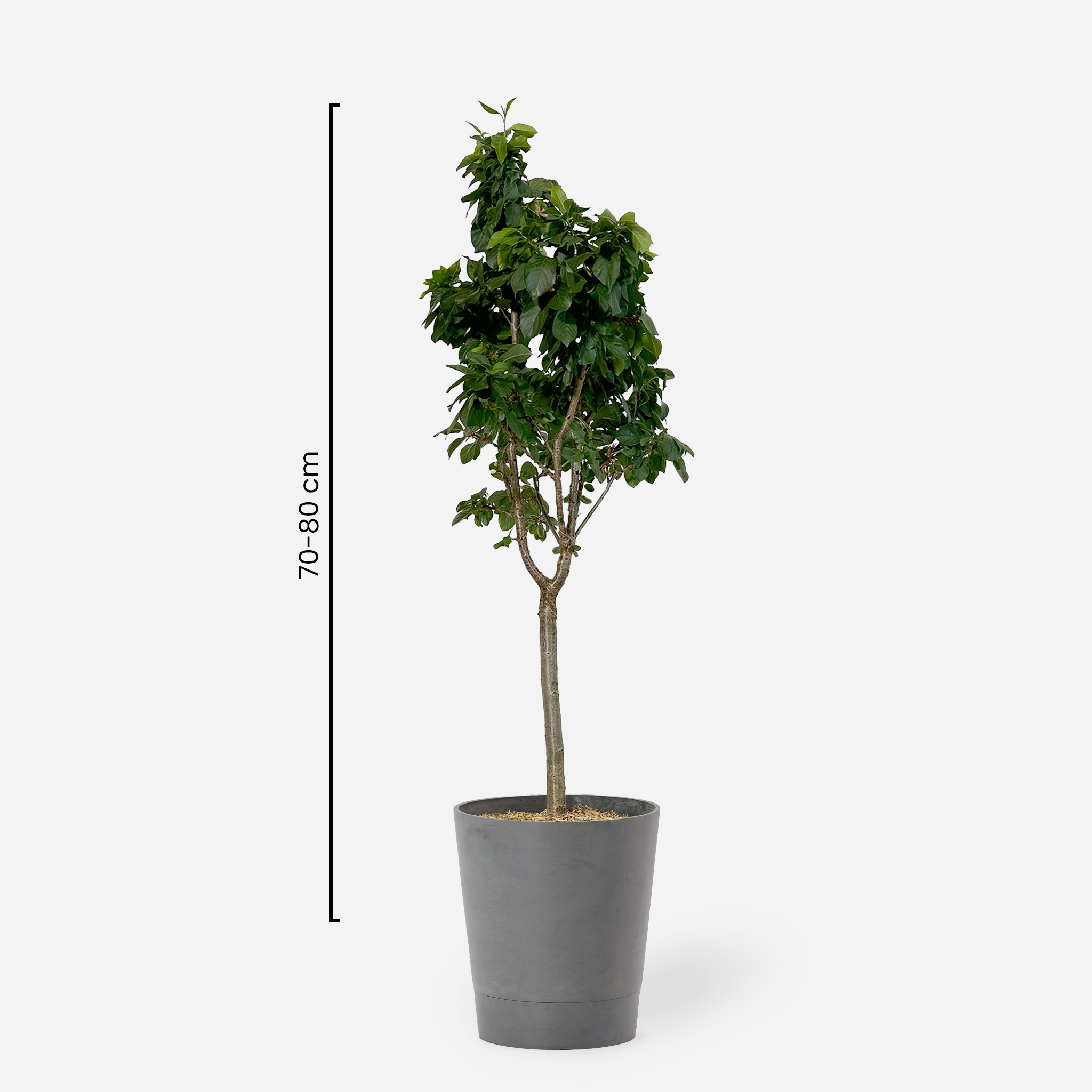 Dwarf cherry tree "Julia"