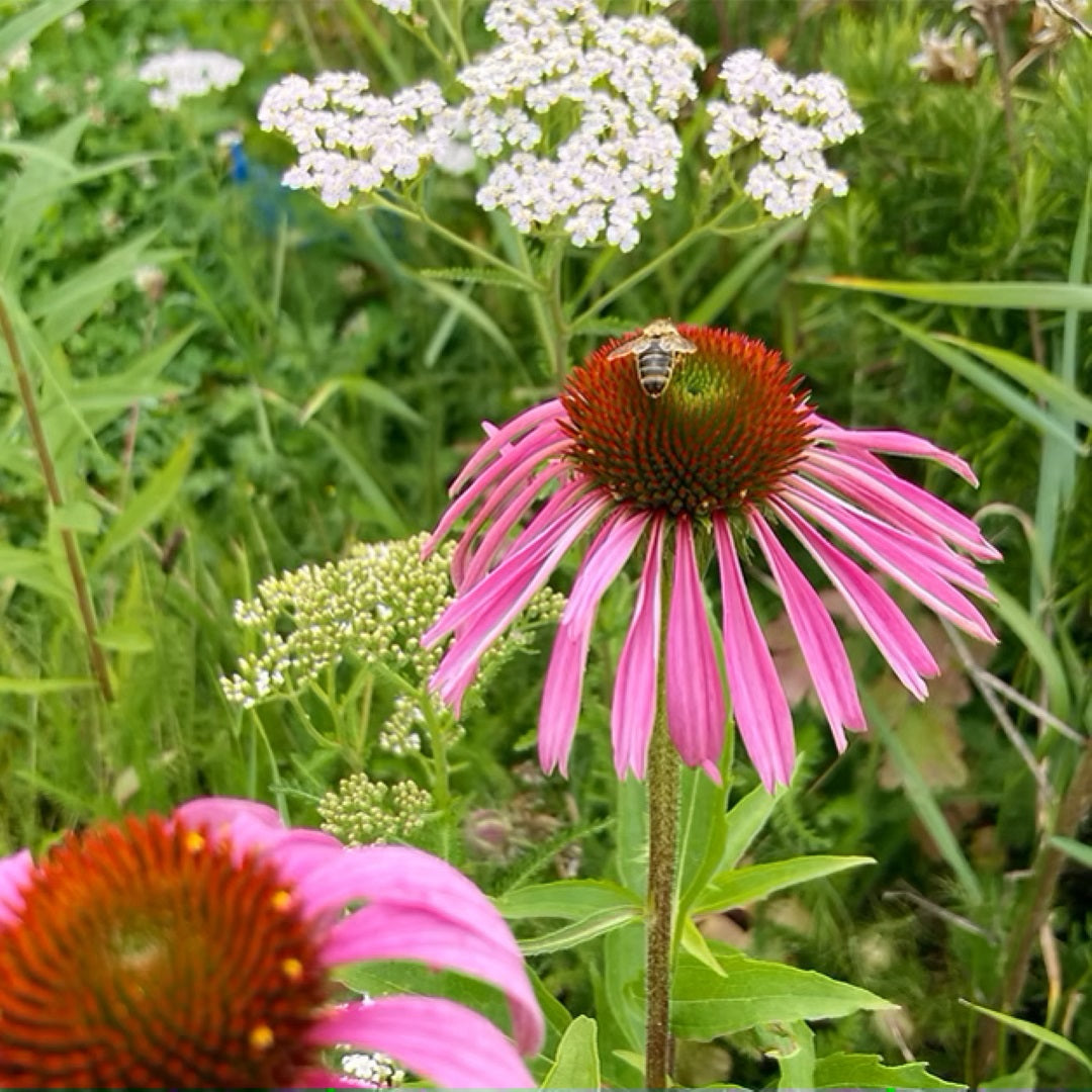 Urbanroots Seed Box Insect Friends