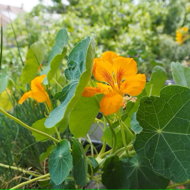 Urbanroots Saatgutbox Balkonkräuter