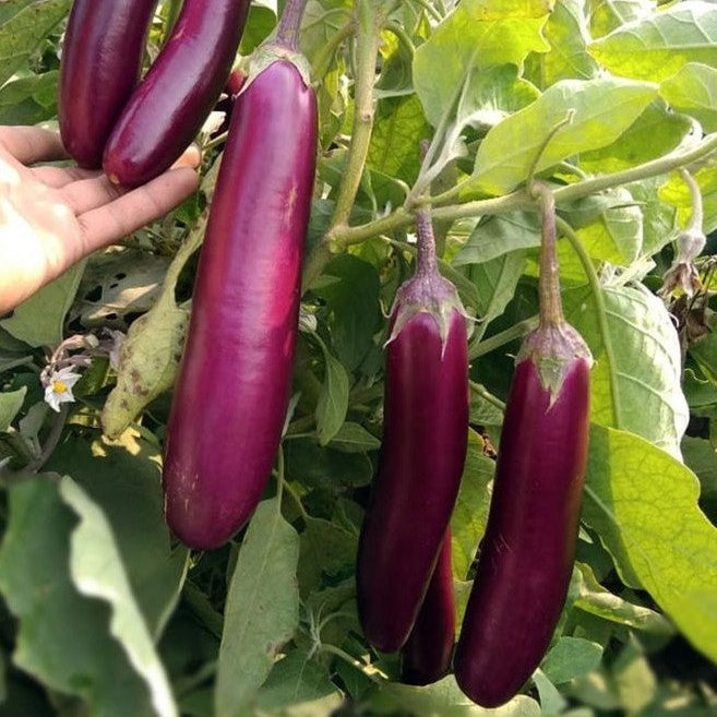 Seedling mountain eggplant "Amethyst"