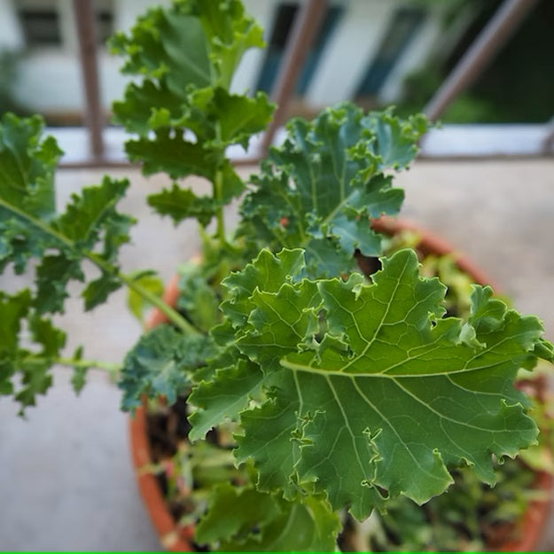 Urbanroots Saatgutbox Superfood