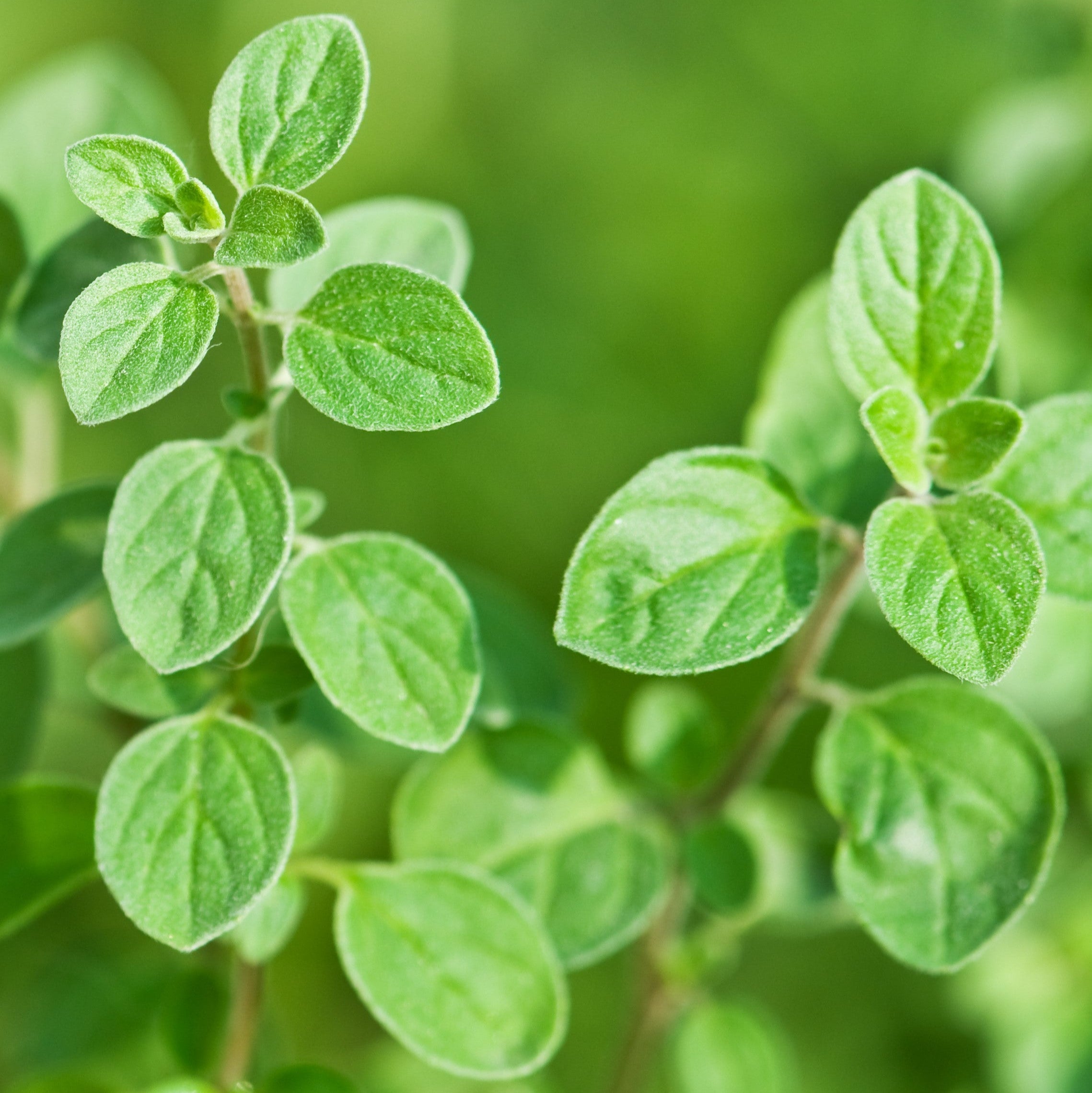 Seedling Oregano "Mediterranean"