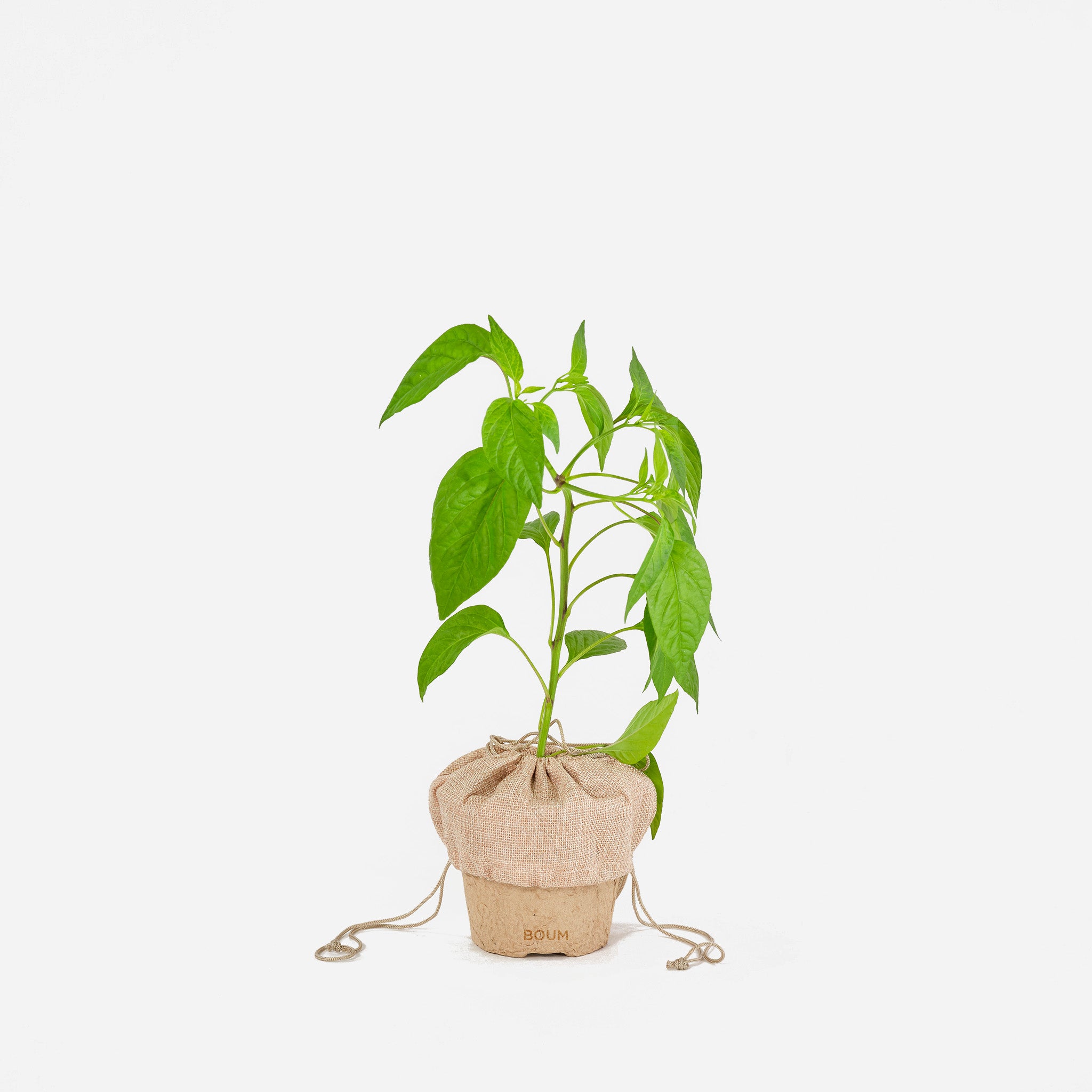 Seedling Chili "Habanero"